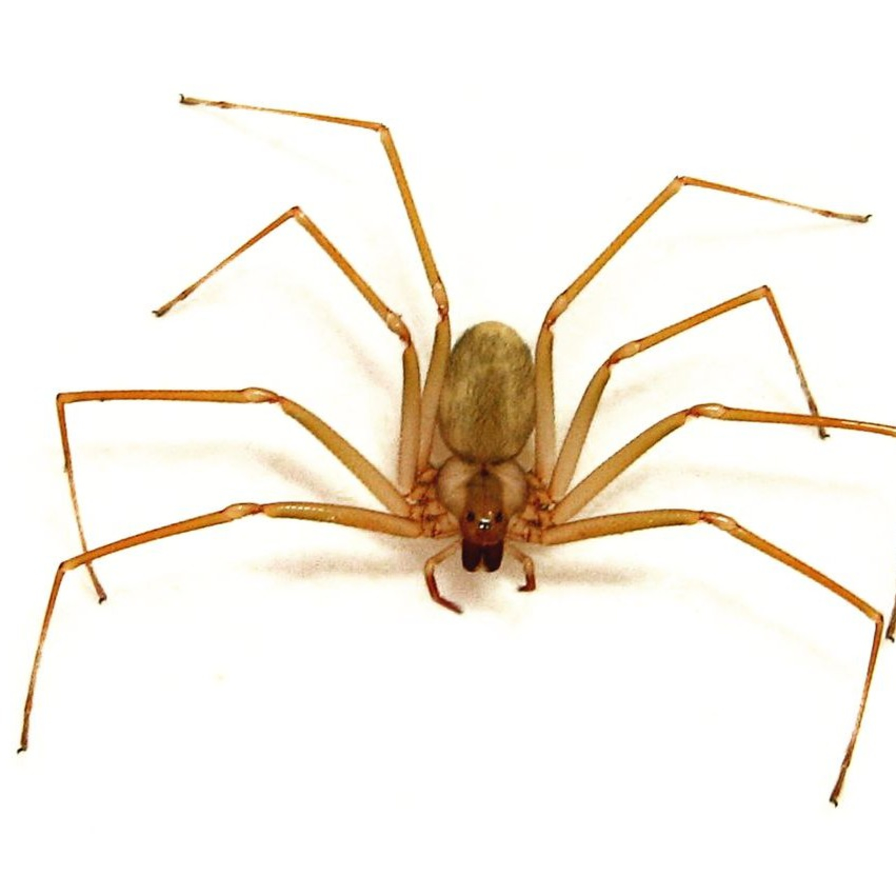 Qué se puede decir de la araña de rincón  episode artwork