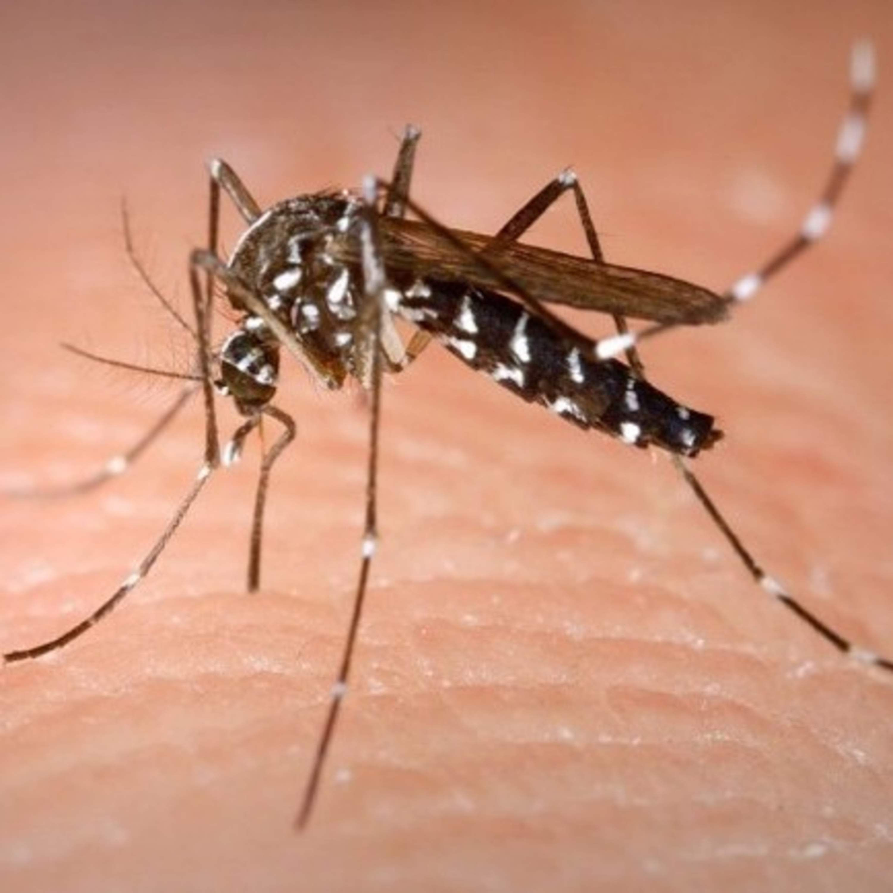 Caso de dengue autóctono en Córdoba episode artwork