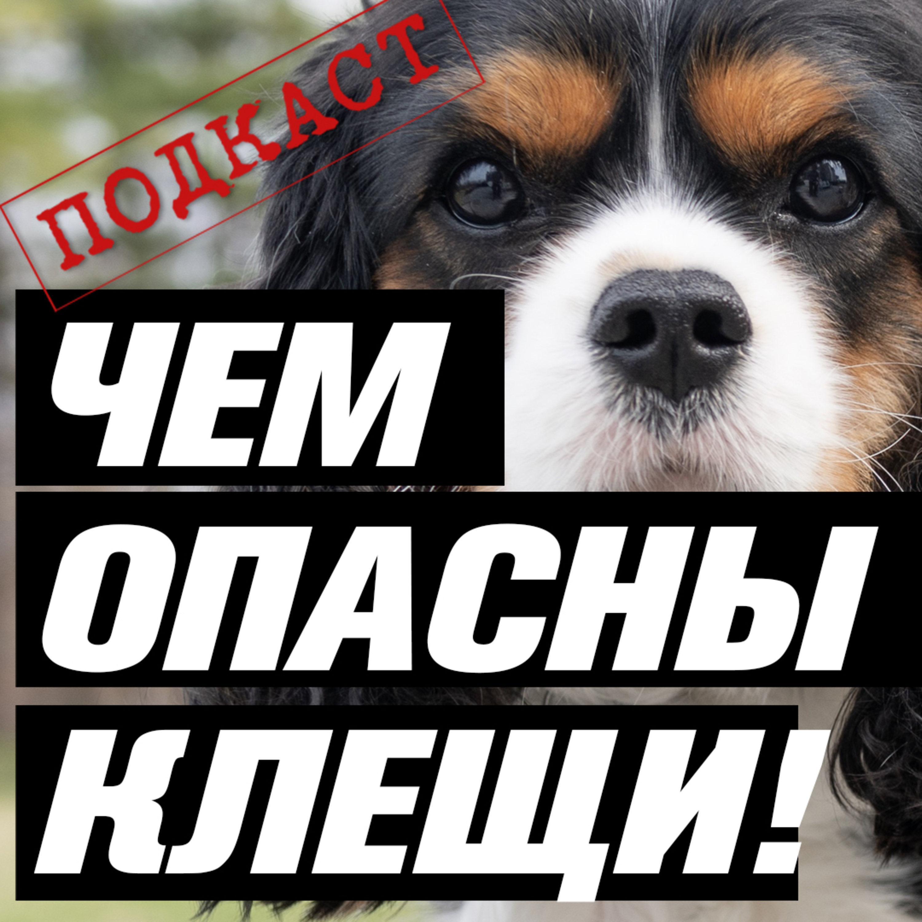 Подкаст «7 вопросов ПРО»