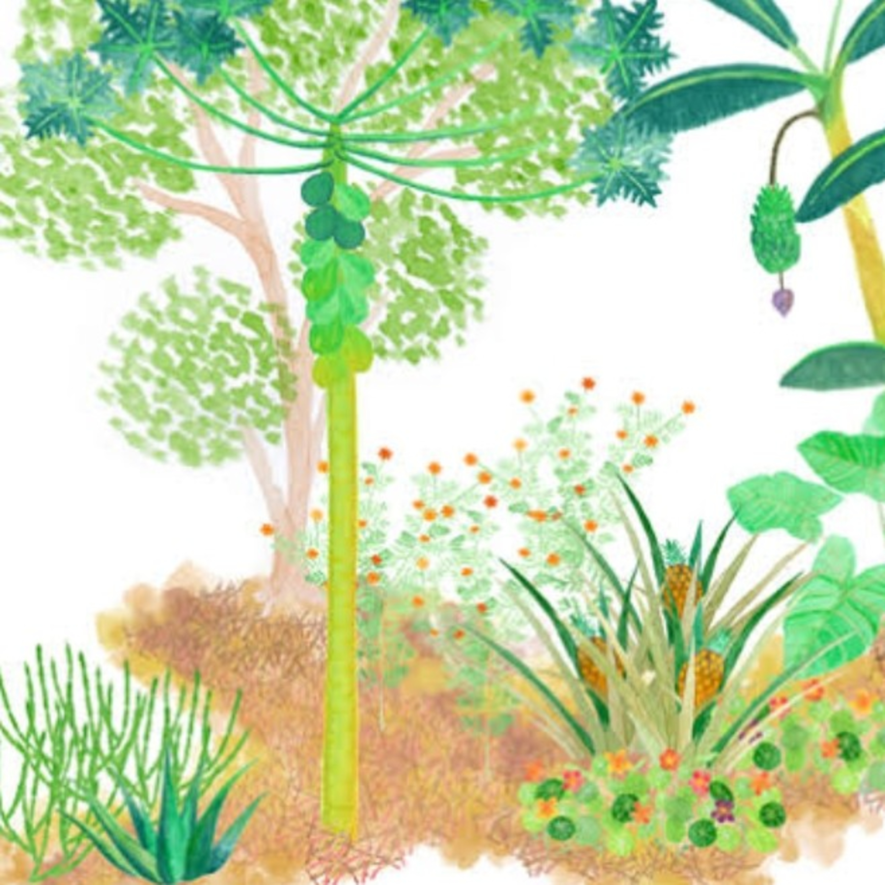Agrofloresta e biodiversidade