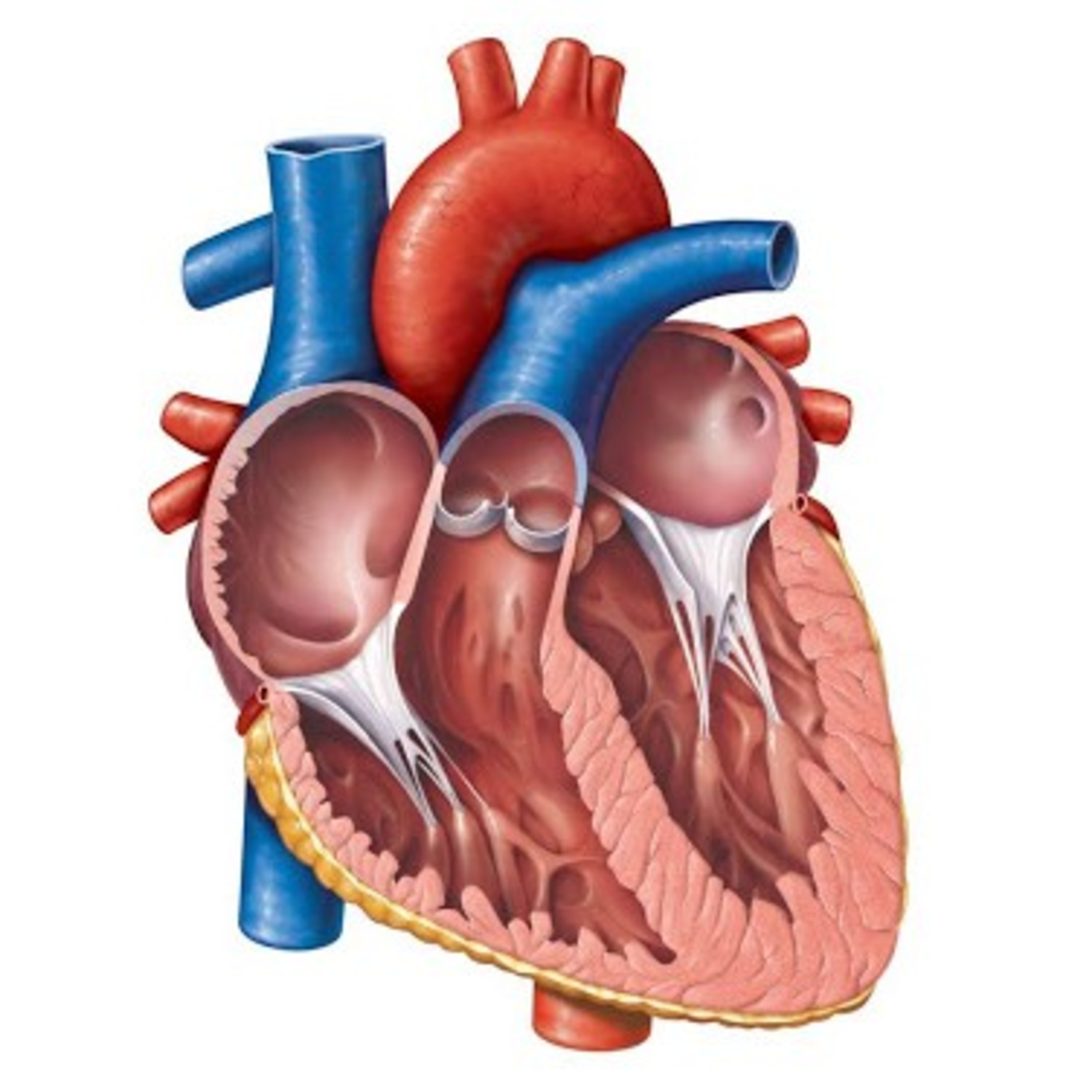 6. The Cardiovascular System - The Heart  episode artwork