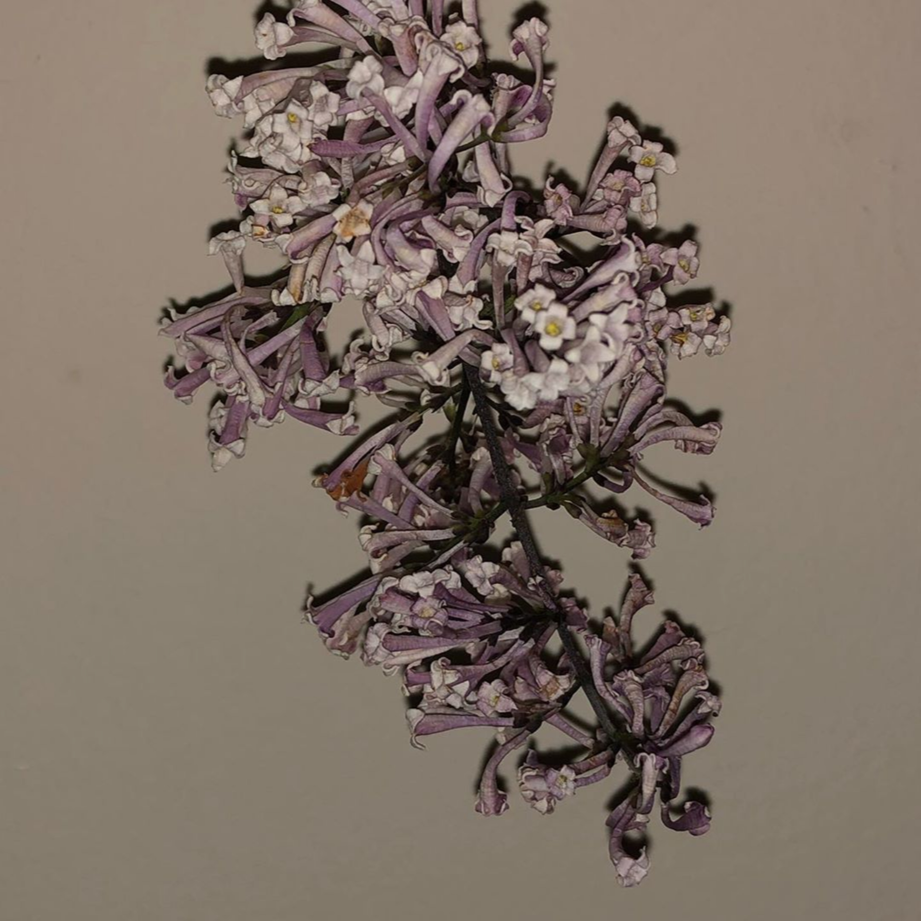 Bud Before the Bloom with Christina Youngi Kim