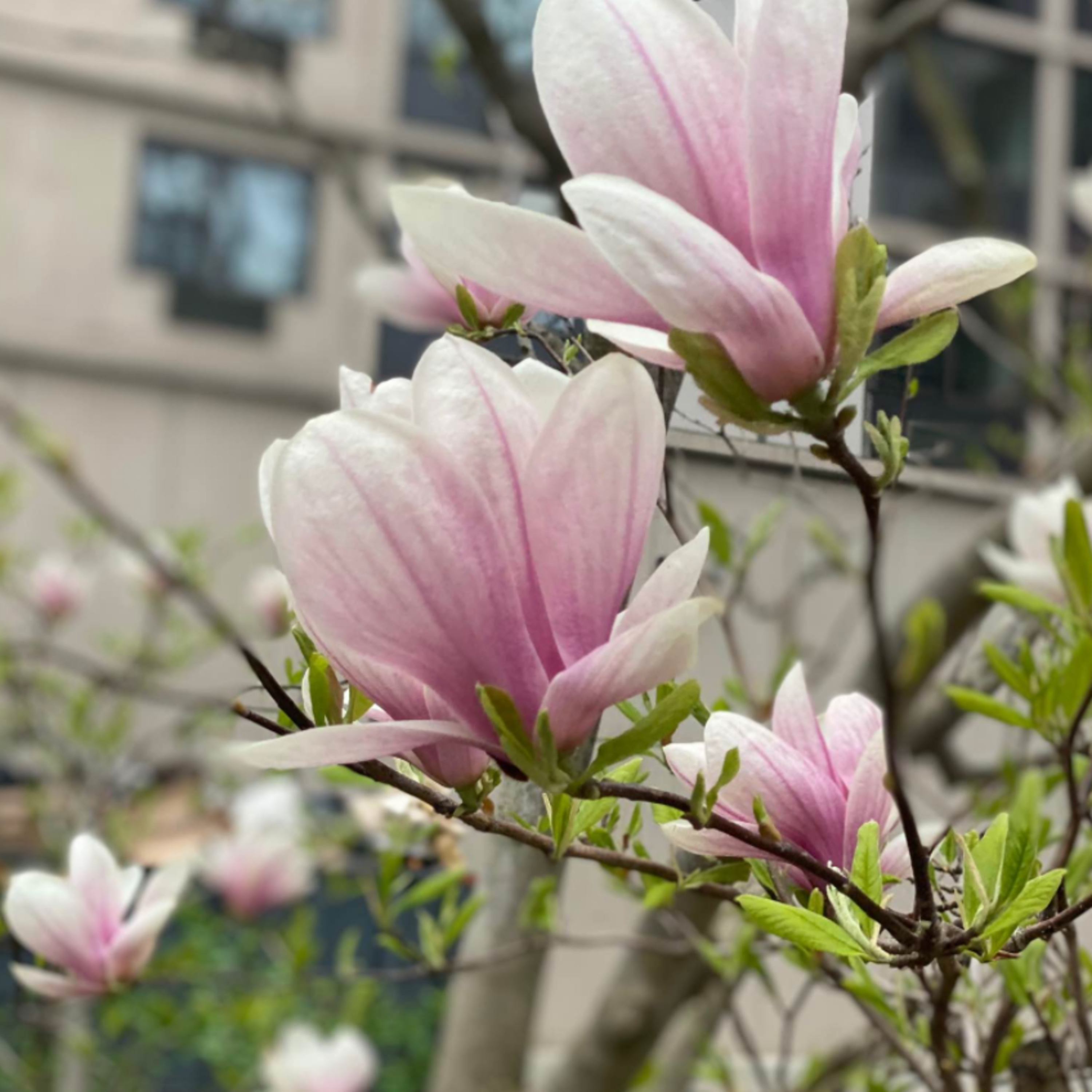 Nature's Annotations with Lisa Qu