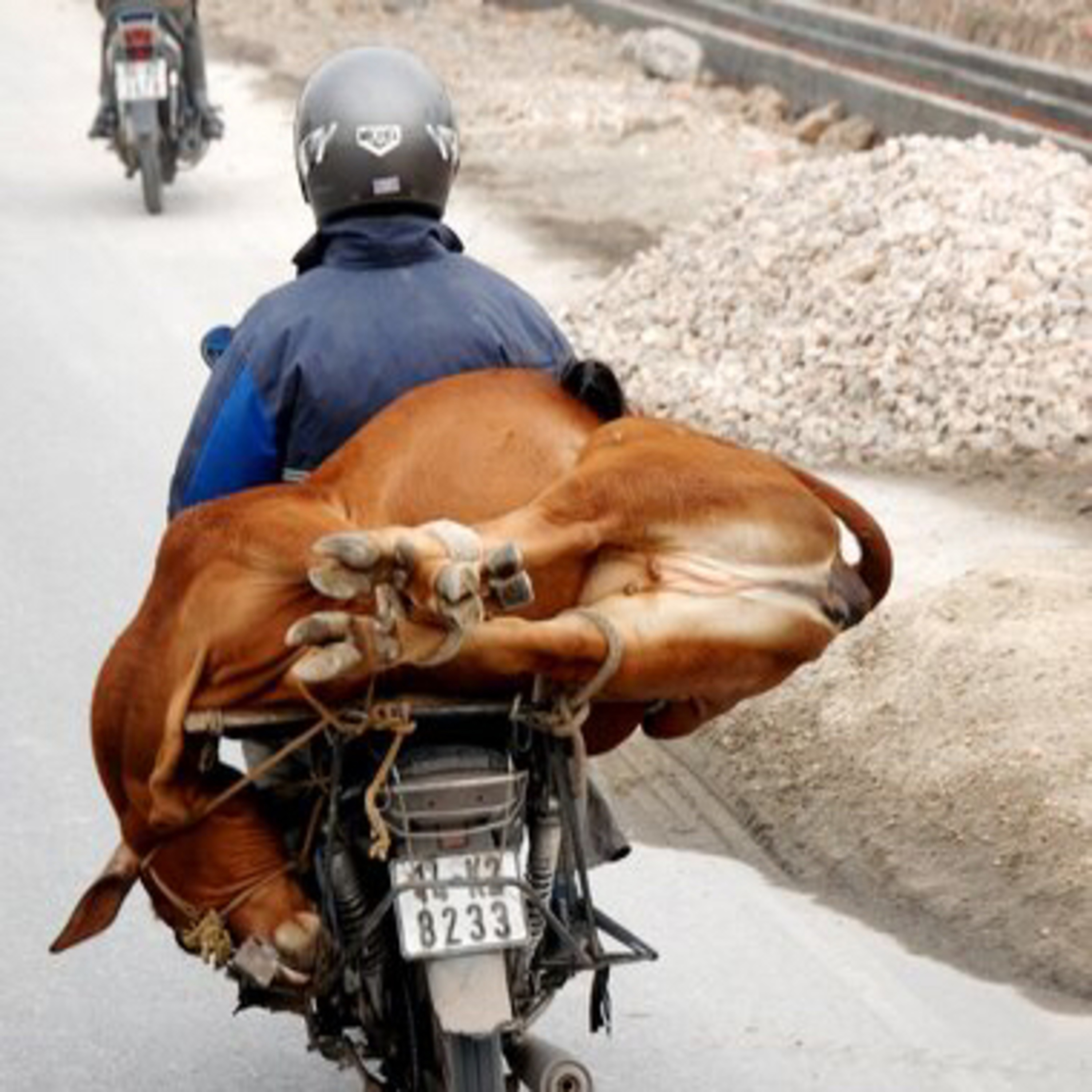 COW ON MOTO IN NEPAL episode artwork