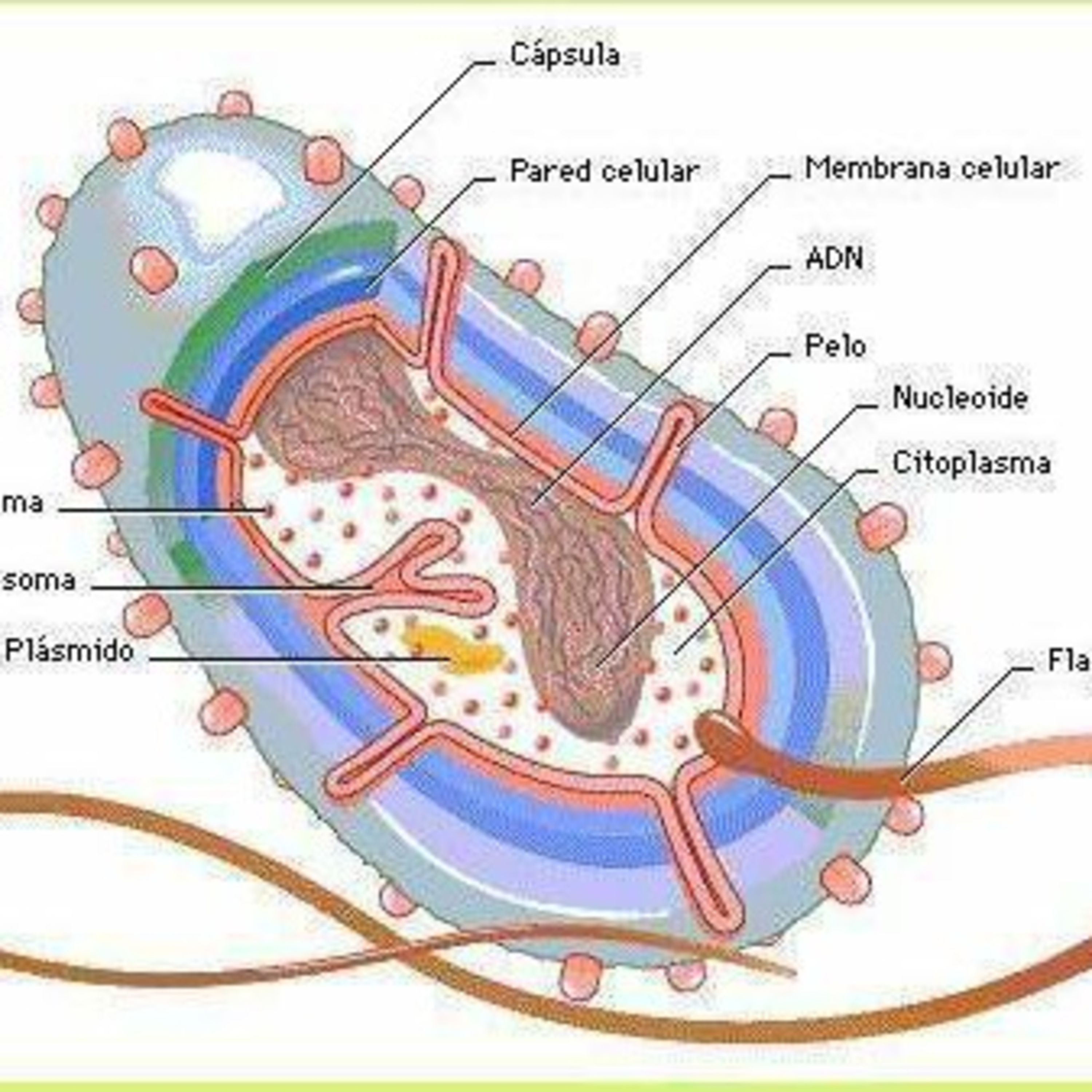 Célula bacteriana episode artwork