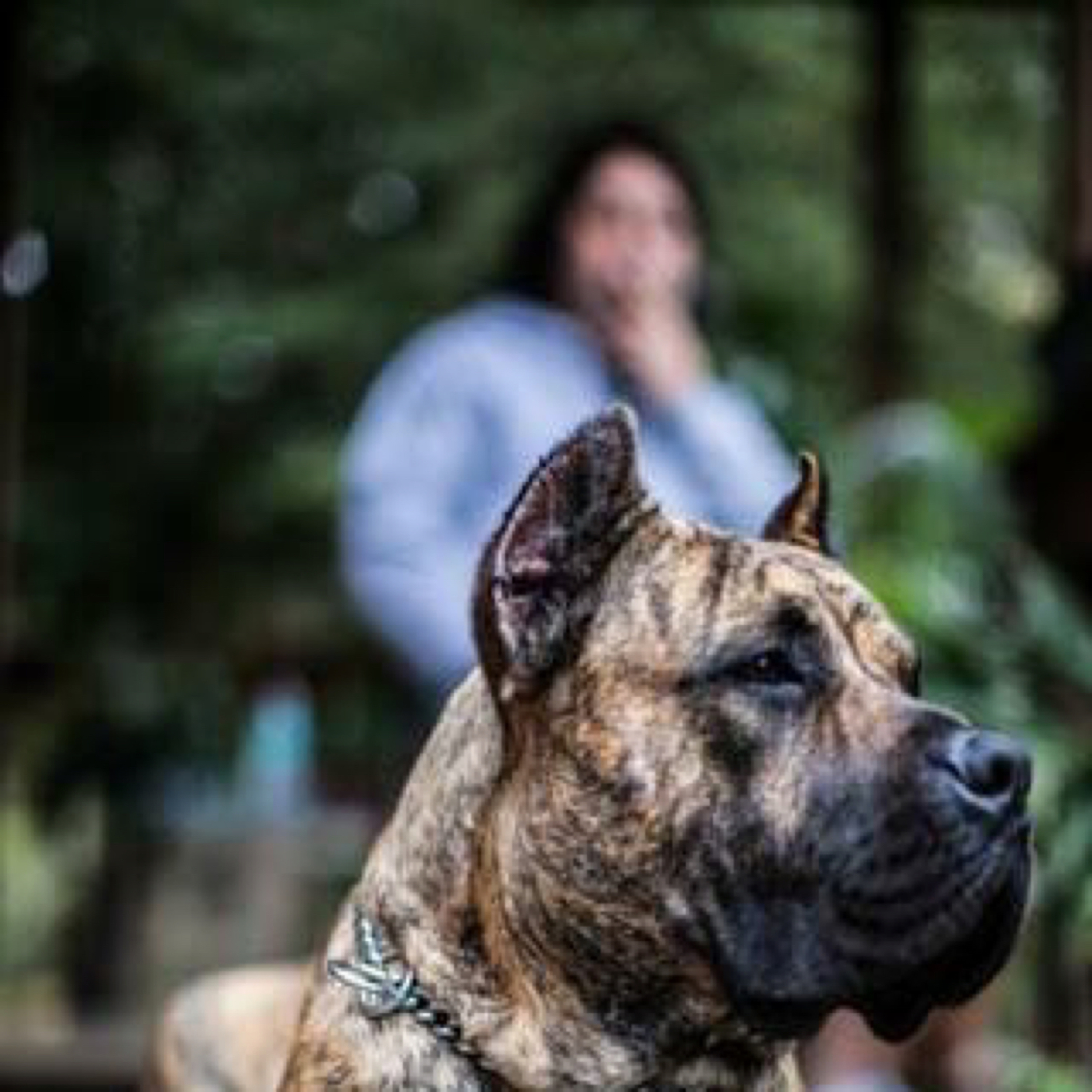 Episode 9: Perro de Presa Canario - Michael Morales