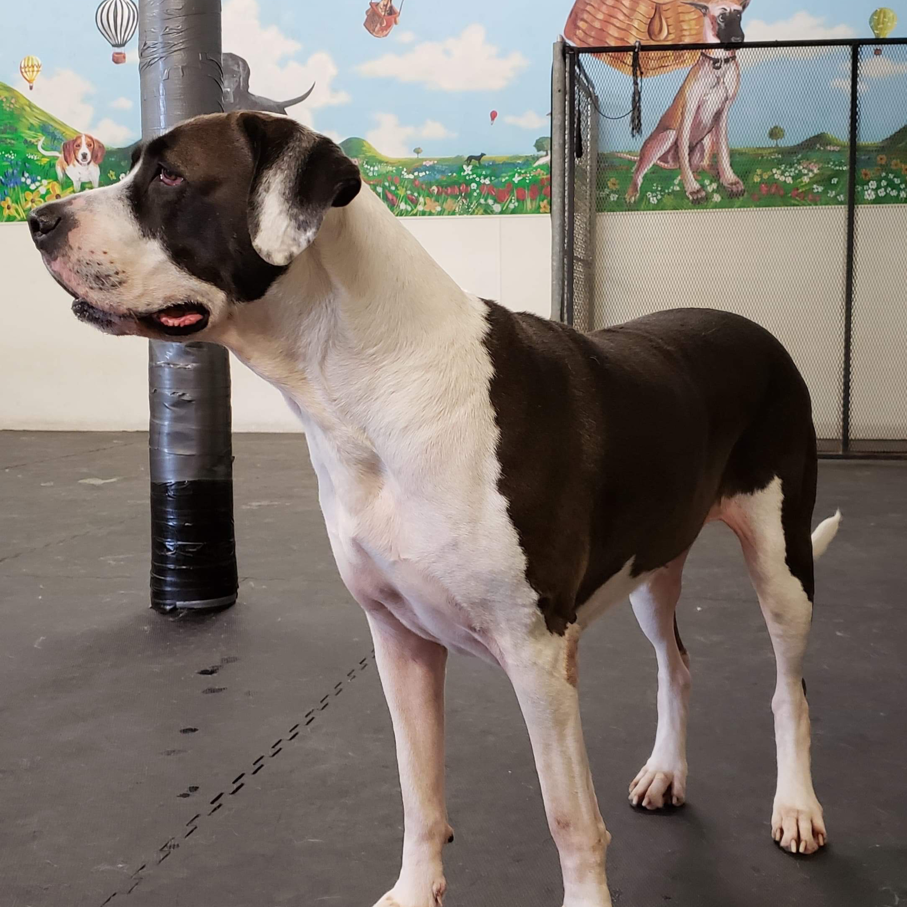 Episode 14: Bully Kutta - Ash Bergman - Succha Bully Kutta Kennel USA