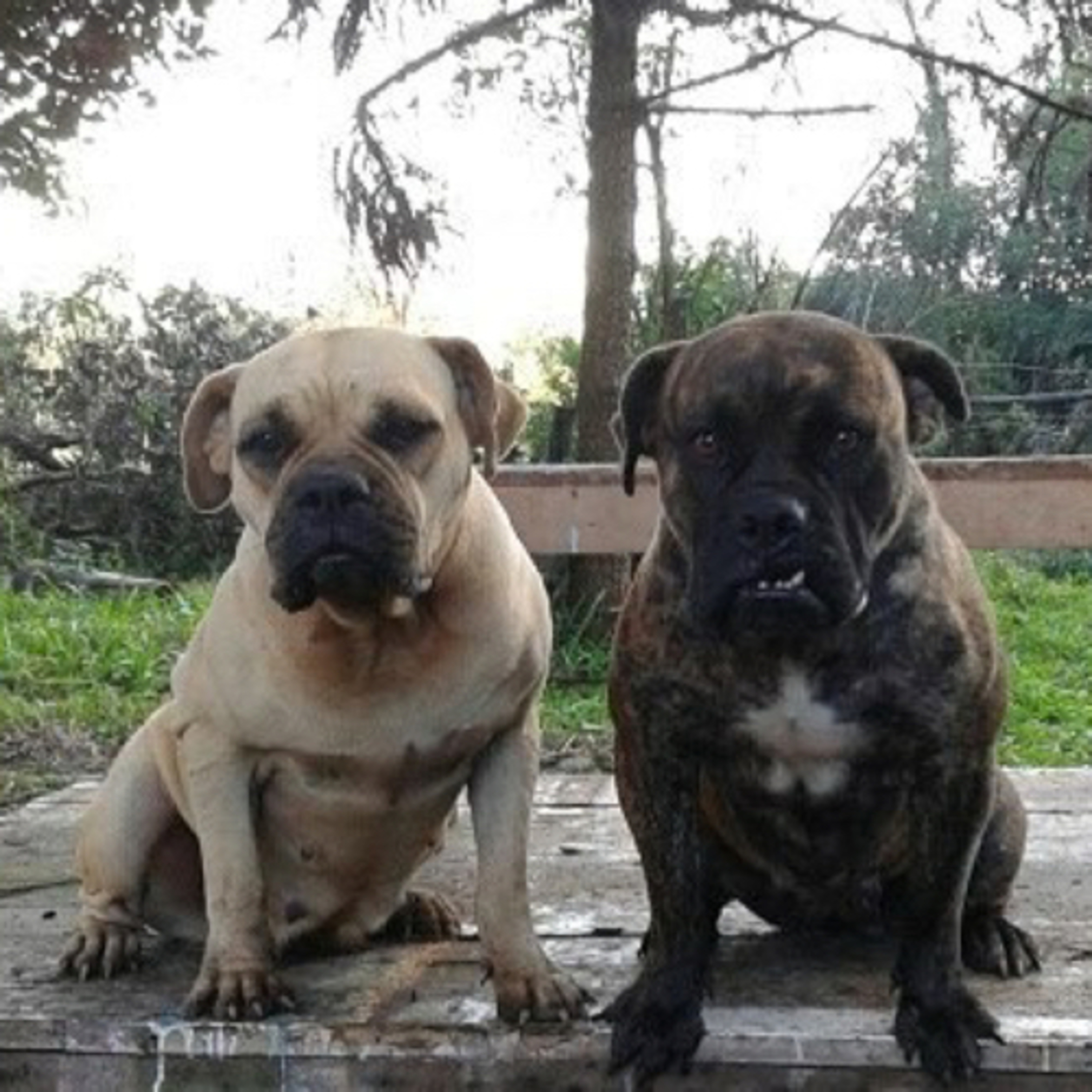 Episode 21: Buldogue Campeiro (Camperio Bulldog) - Fabrício Tiberê Jardim