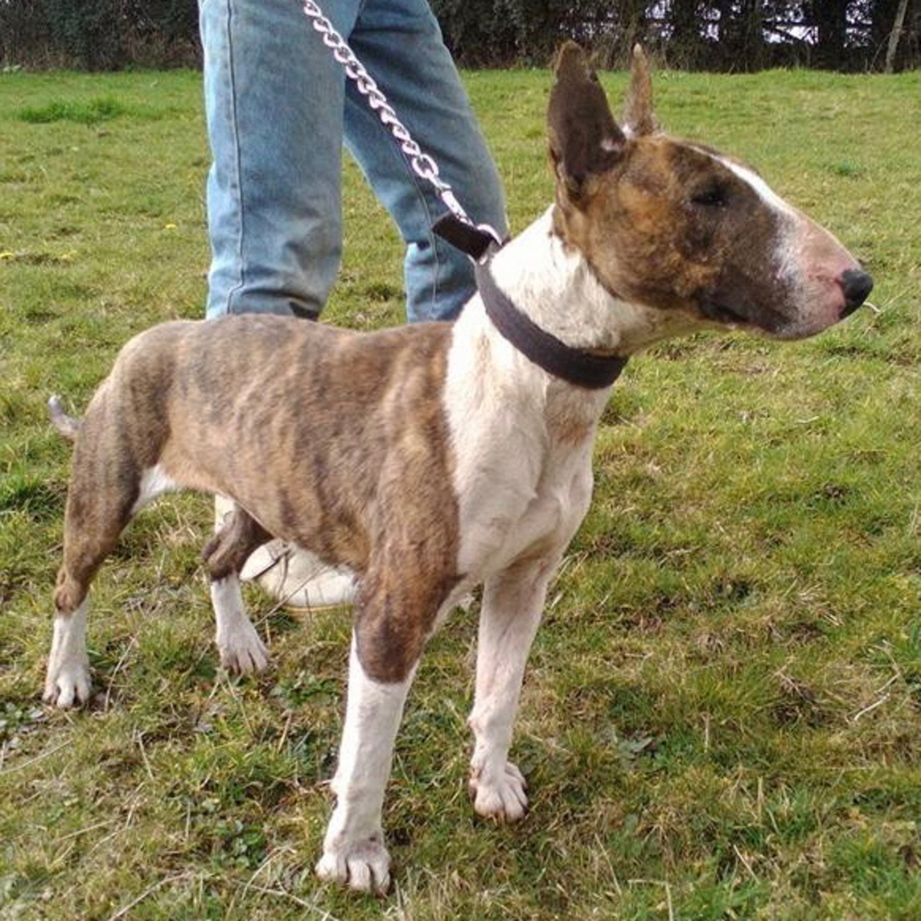 Episode 26: Working Bull Terriers - Jacob from Miranda Bullz in cooperation Vanell’s Kennel
