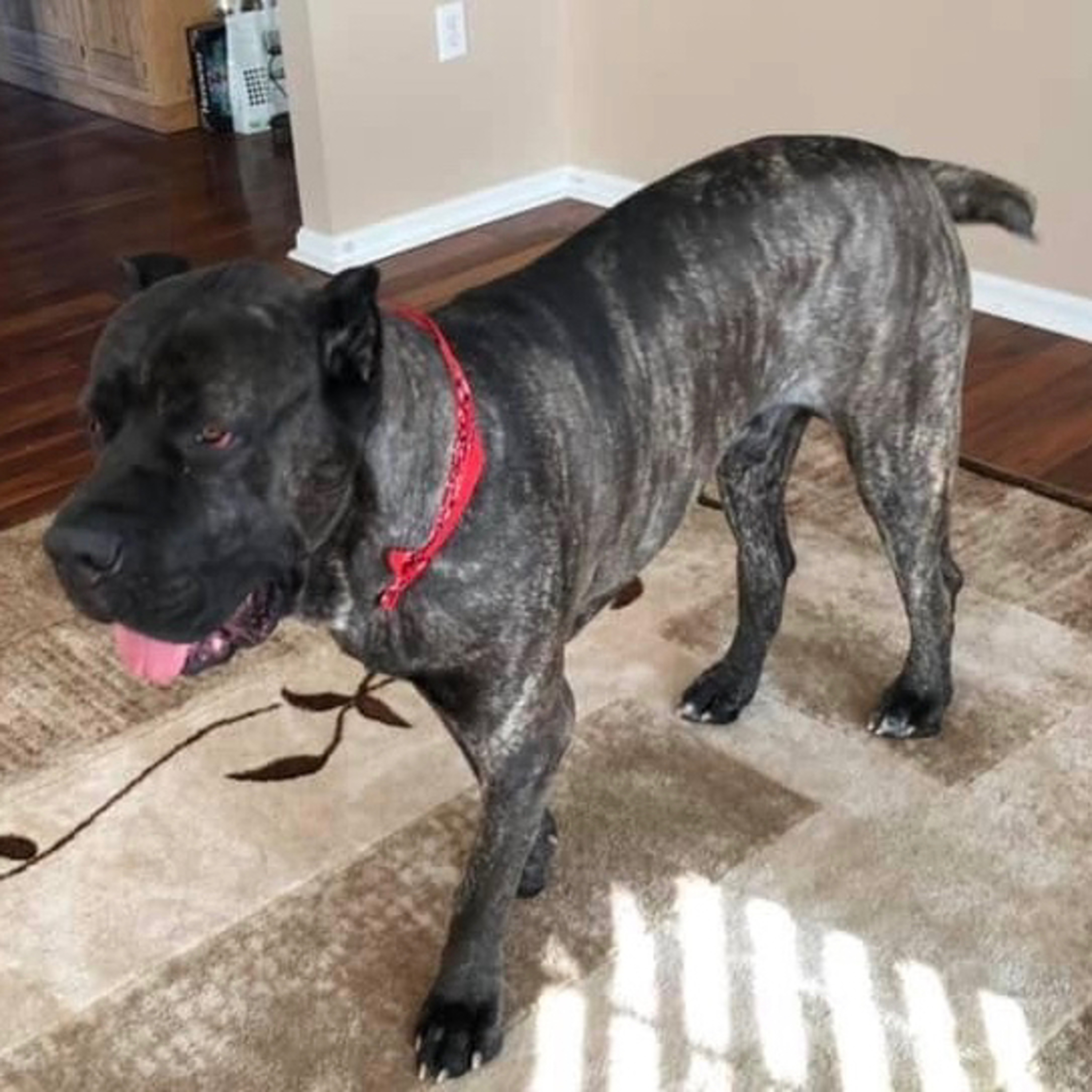 Episode 32: Cane Corso - Reggie from Ironstone Cane Corso episode artwork