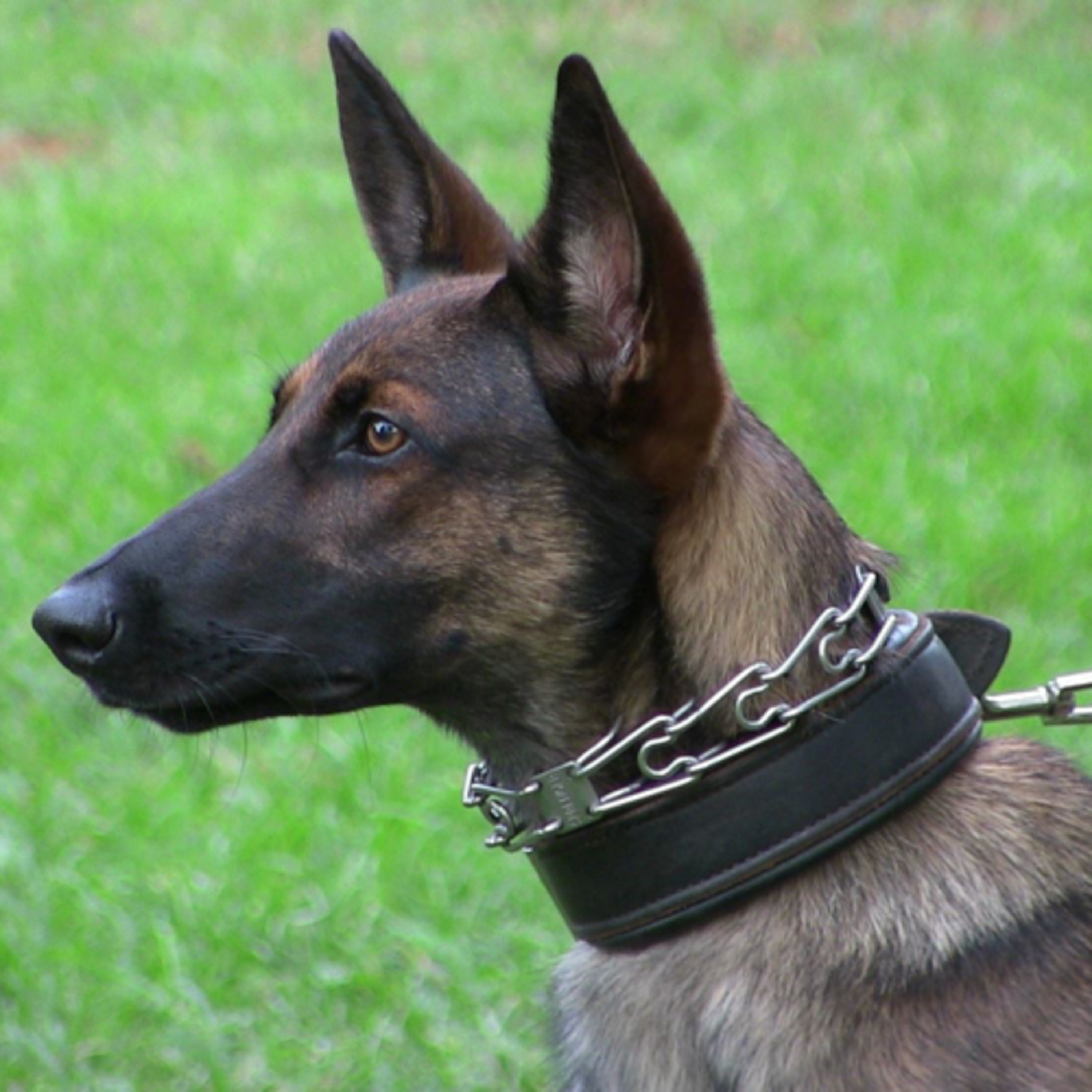 Episode 36: Western Shepherd - Butch Cappel - Cappel Canine - K9 Pro Sport