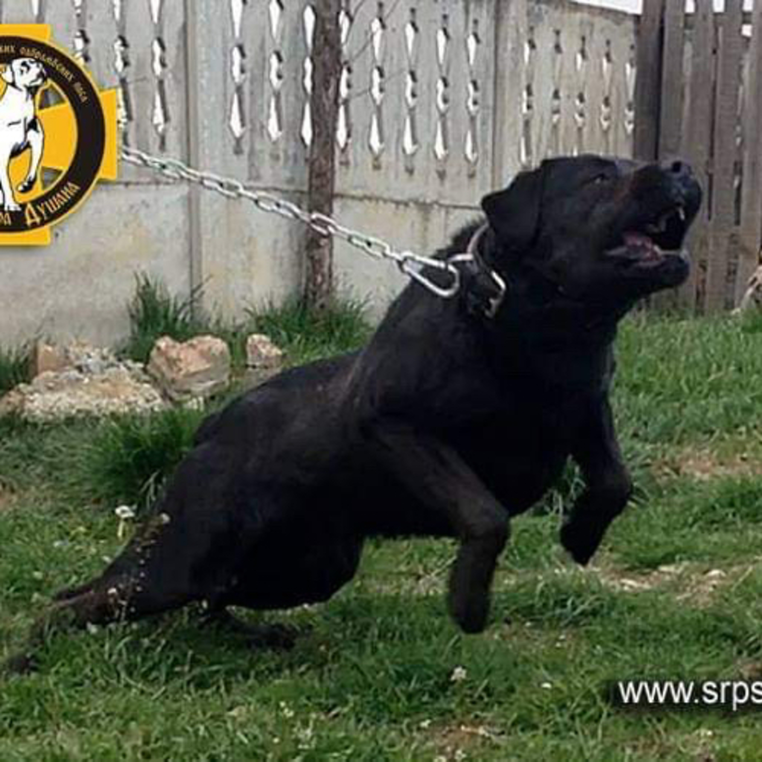 Episode 37: Serbian Defense Dog - Stefan Sop Dusan