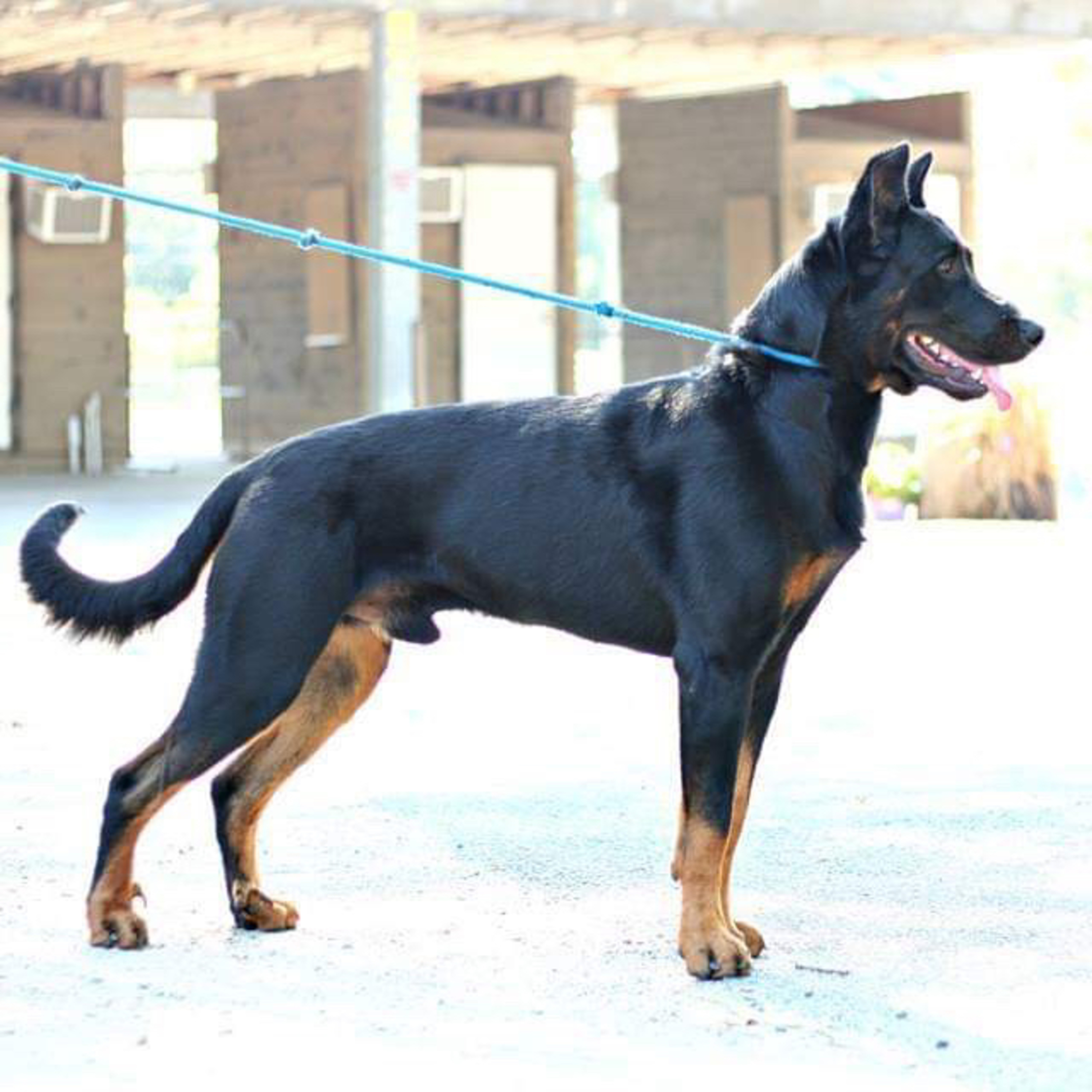 Episode 38: Beauceron - Kara Staroski episode artwork