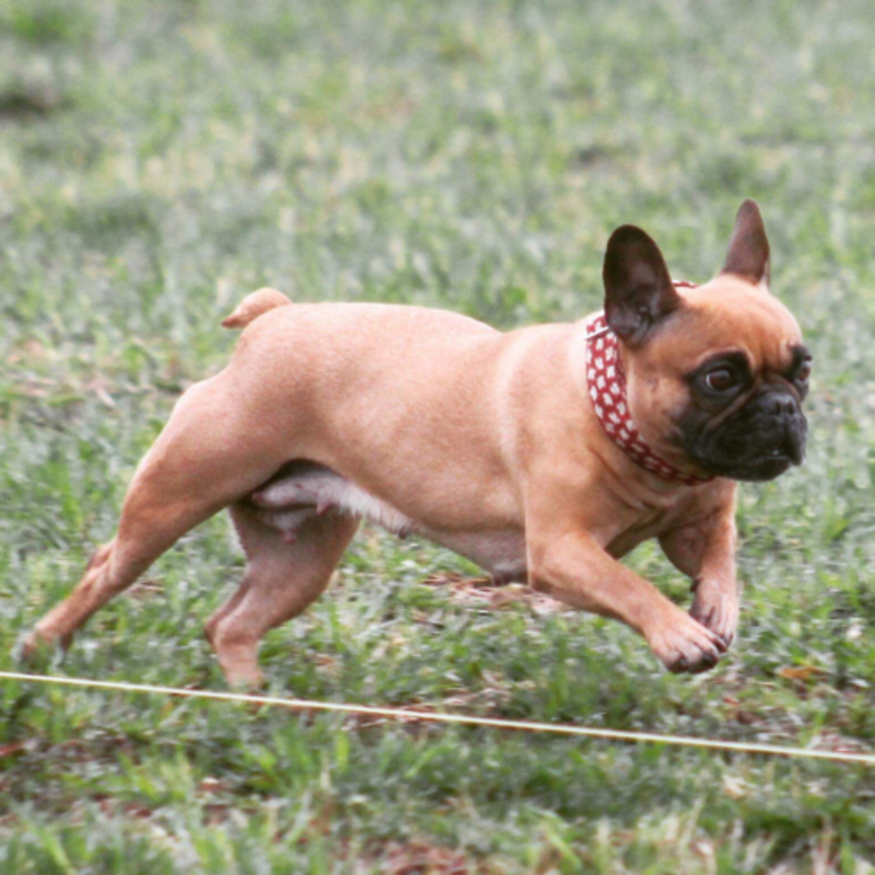 Episode 42: French Bulldog - Lisa Wagner Of Autumn French Bulldogs & Healthy Bulldogs Association episode artwork
