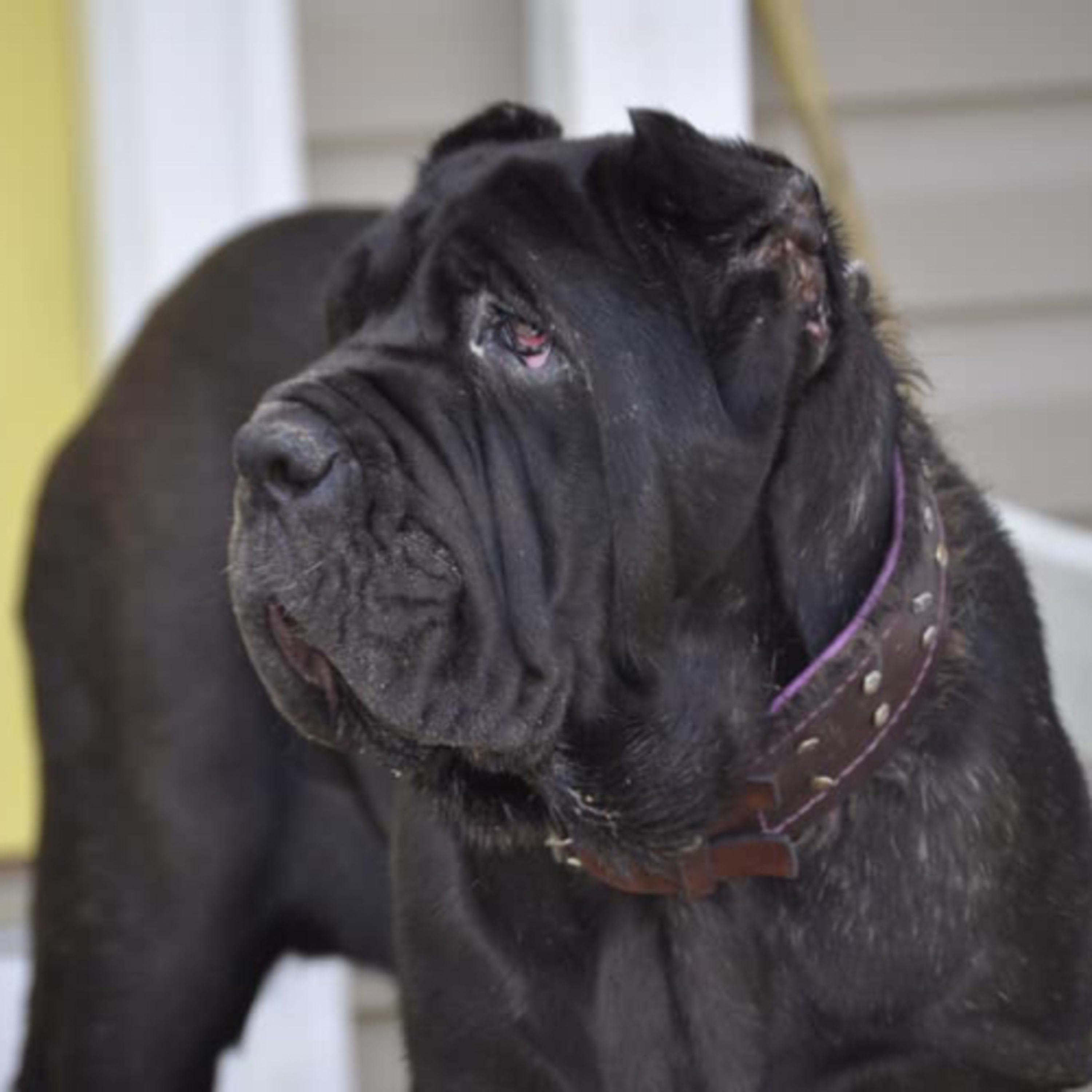 Episode 43: Neapolitan Mastiff - Isiah Massenburg from River City Mastinos  episode artwork