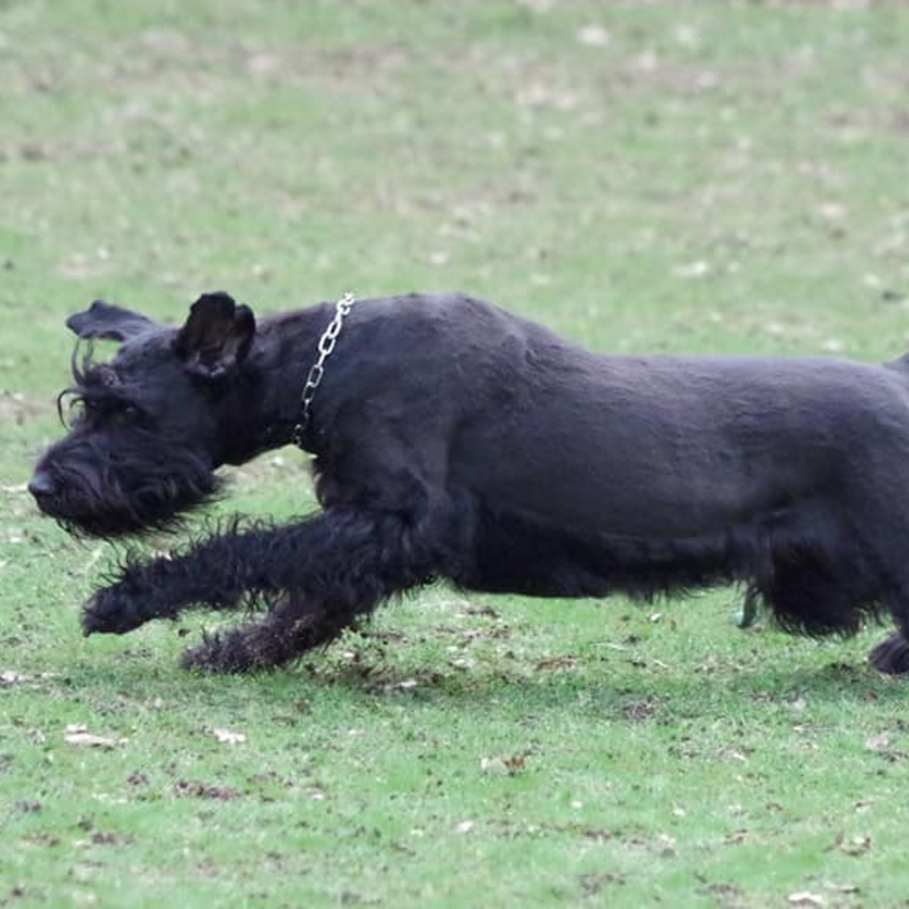 Episode 45: Working Giant Schnauzer - Jen Ni episode artwork