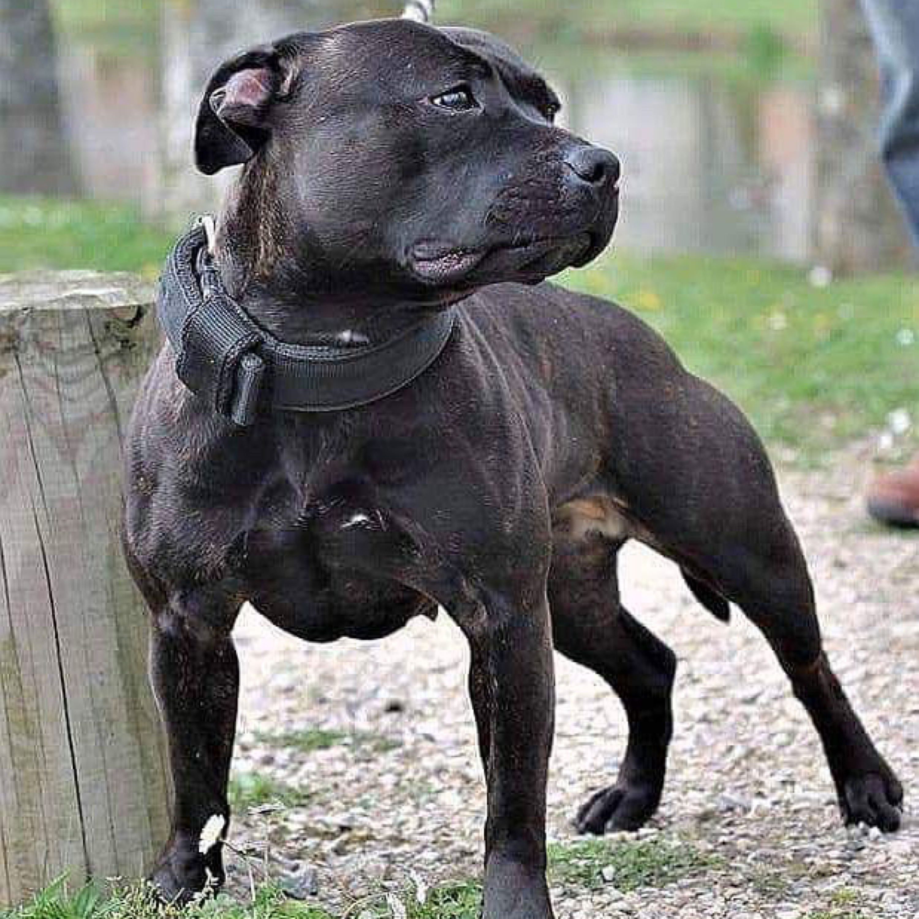 Episode 48: Staffordshire Bull Terrier - Brian Gilbert of Knightwood Oak SBT’s (Part 1 of 3) episode artwork