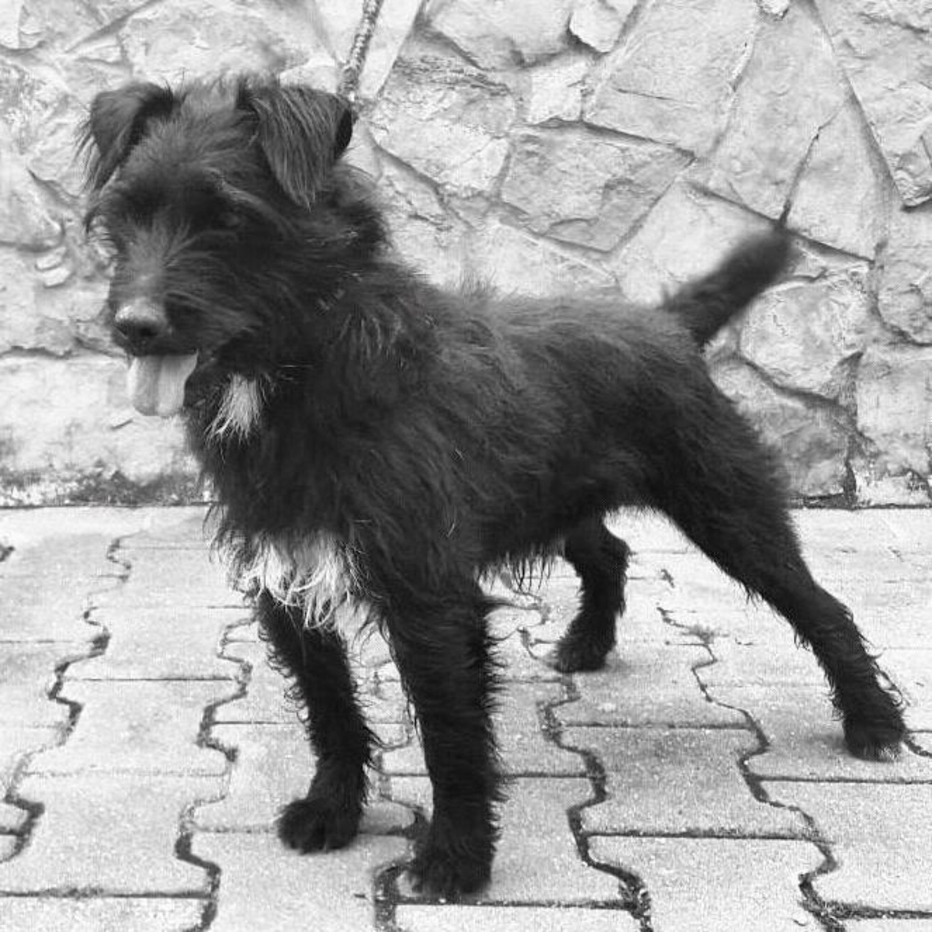 Episode 53: Ricky Snow Heshimus Kennels - Working Terriers