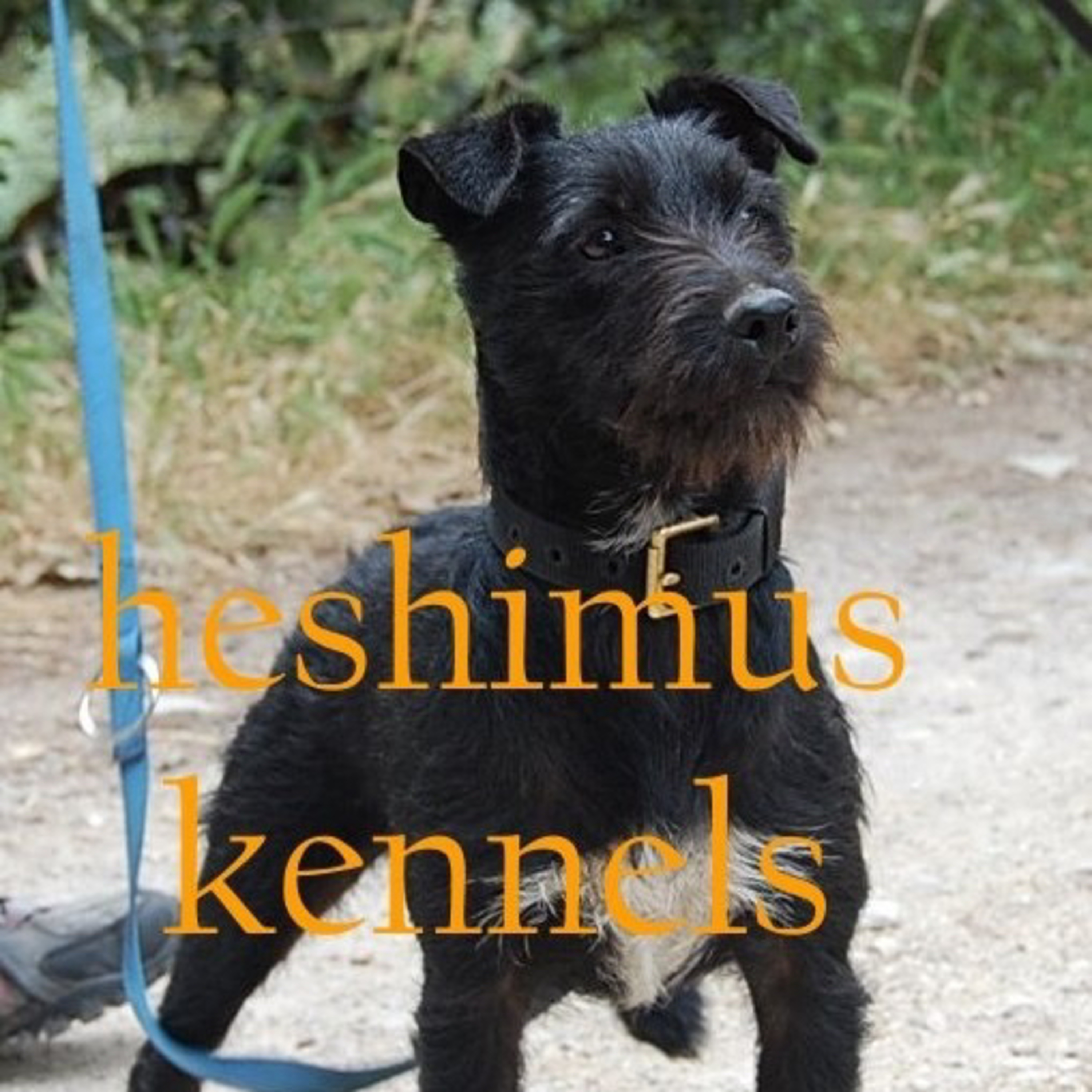 Episode 54: Ricky Snow Heshimus Kennels - Working Terriers (Part 2) episode artwork