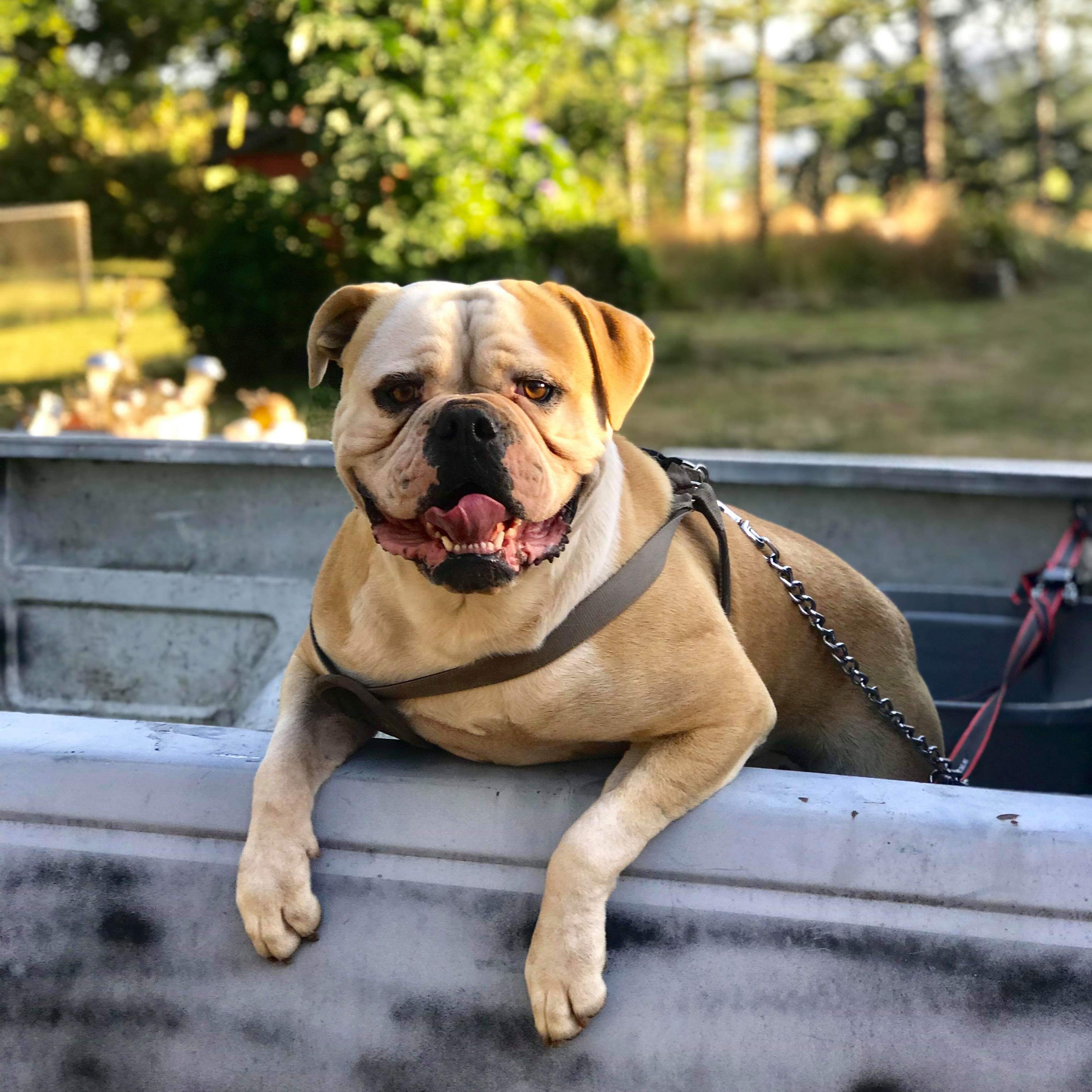 Episode 62: Martin Gonzalez Arceo from Fuerza American Bulldogs 