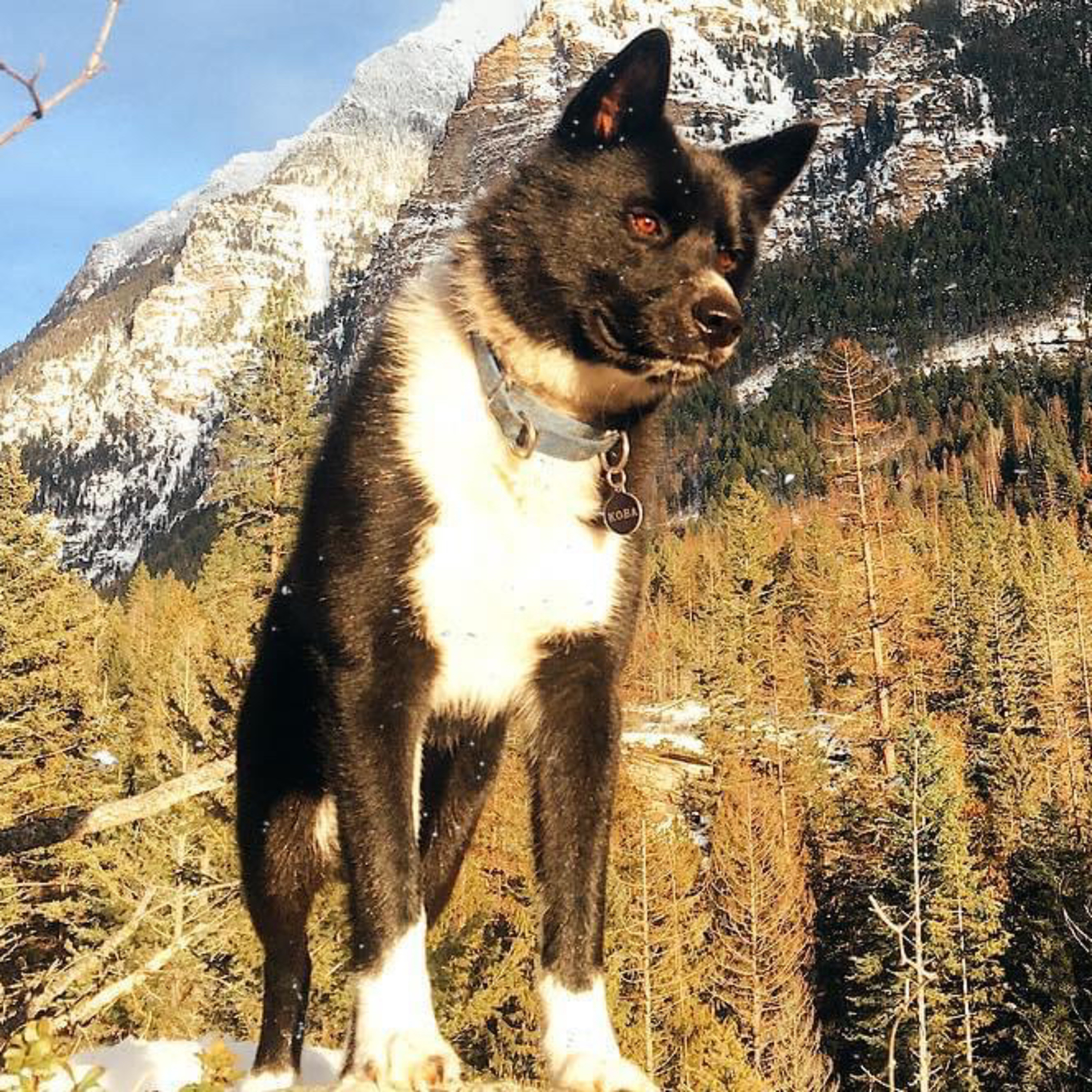 Episode 69: Karelian Bear Dog - Josh & Faith from Snowy Mountain Bear Dogs episode artwork