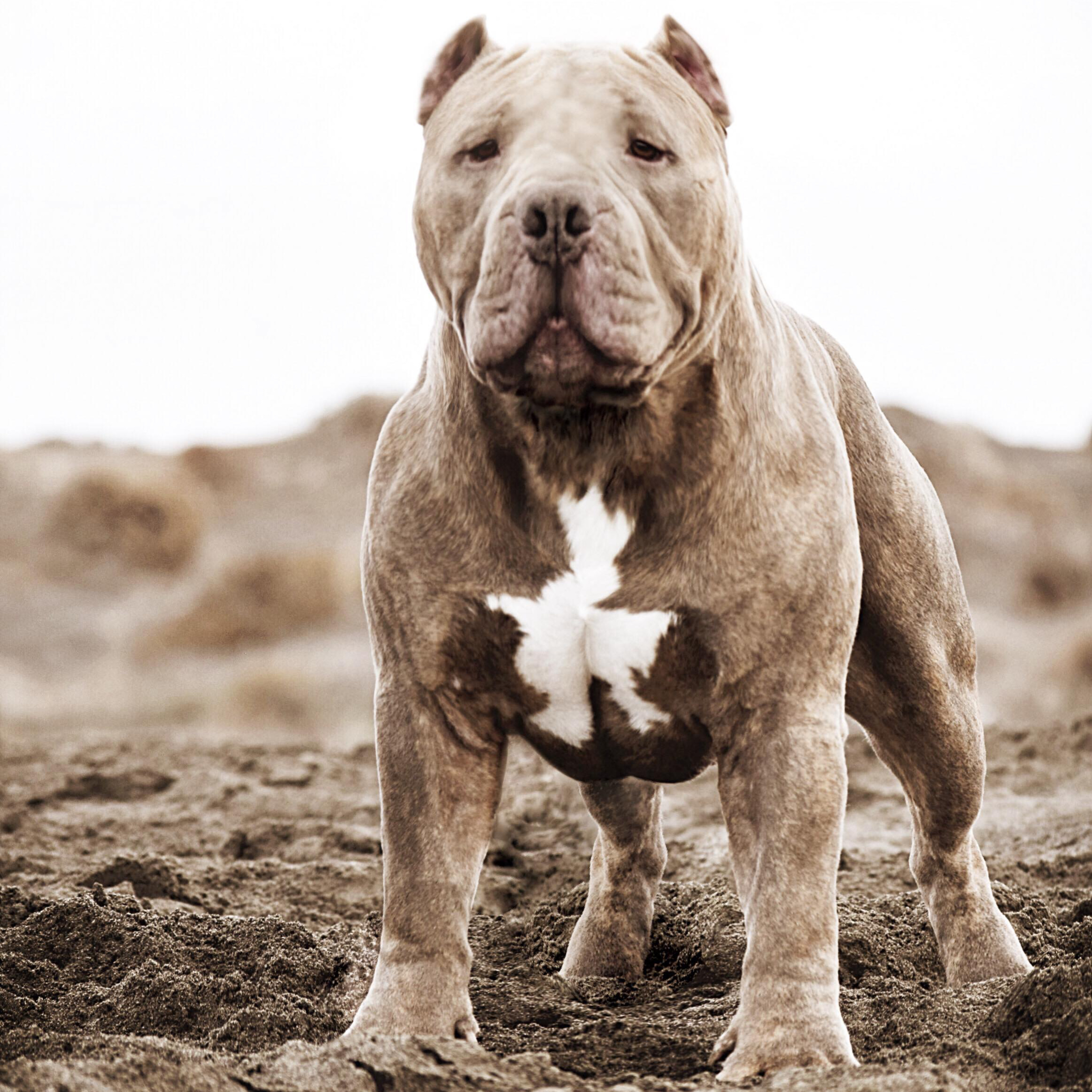 Episode 71: Chad Mayo - Mollosso Presa Mayo & American Bully Pt. 2