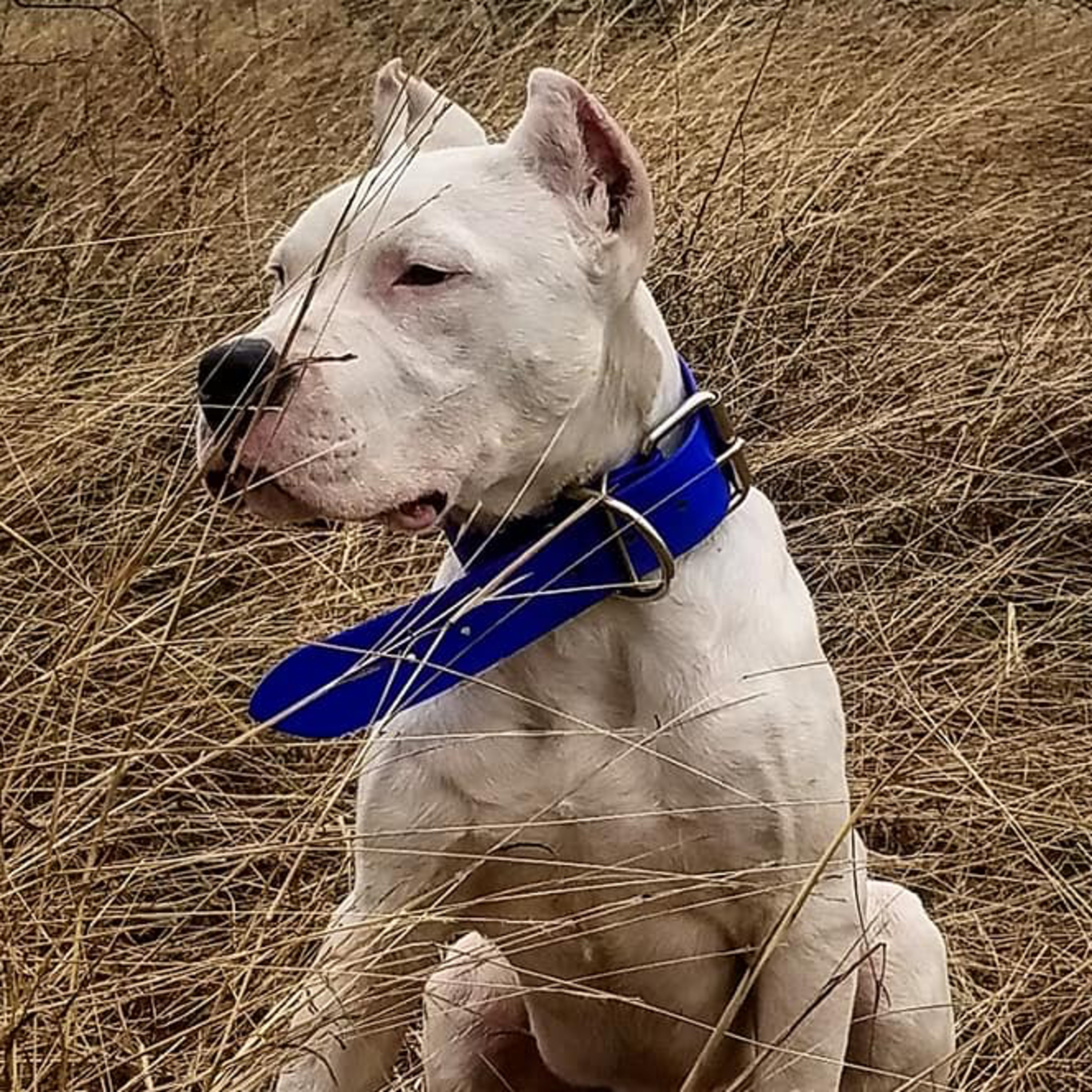 Episode 74: Dogo Argentino - Andrew & Ashley Brietzke from Deguello Dogos episode artwork