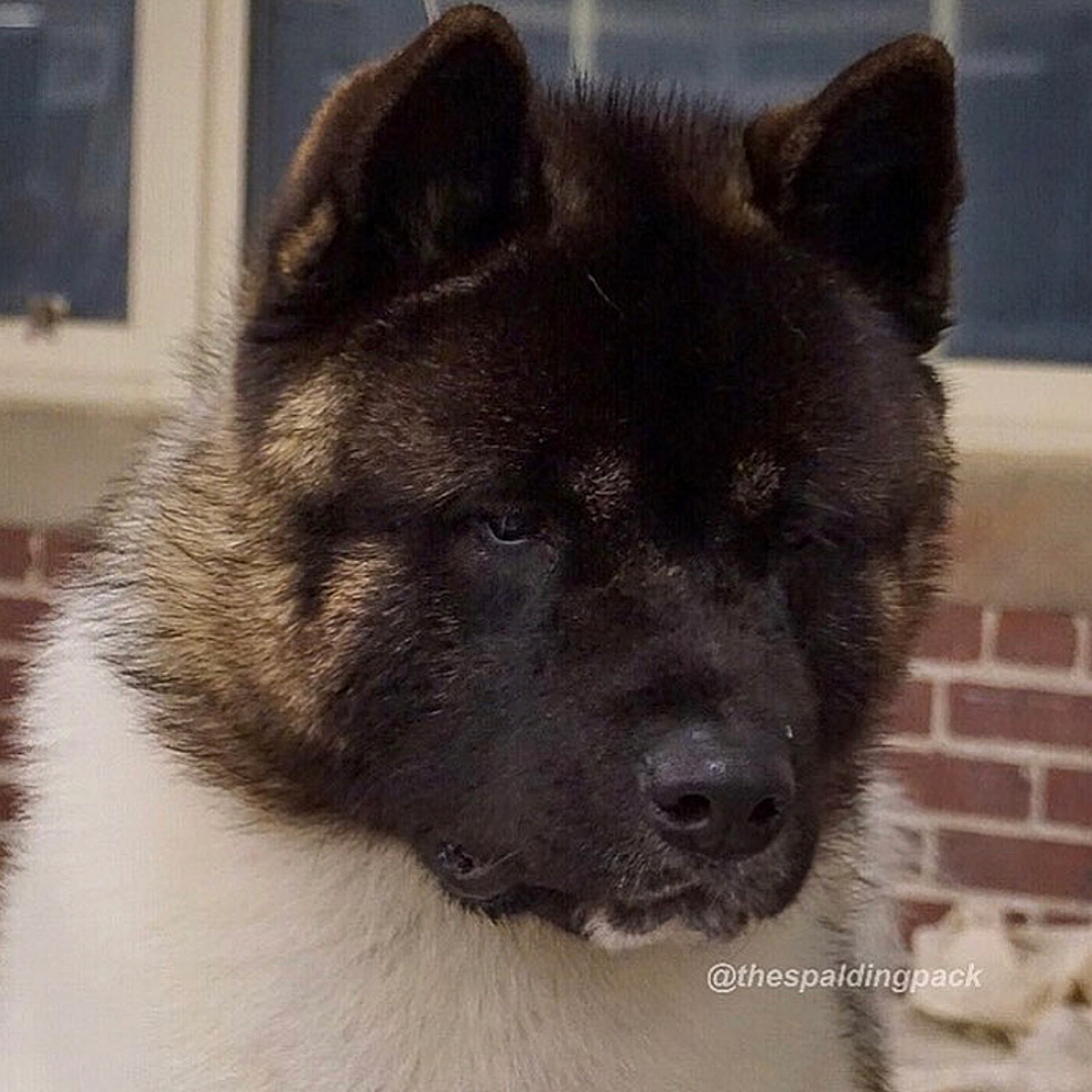 Episode 78: American Akita - Alexis Spalding from Morrow Akitas  episode artwork