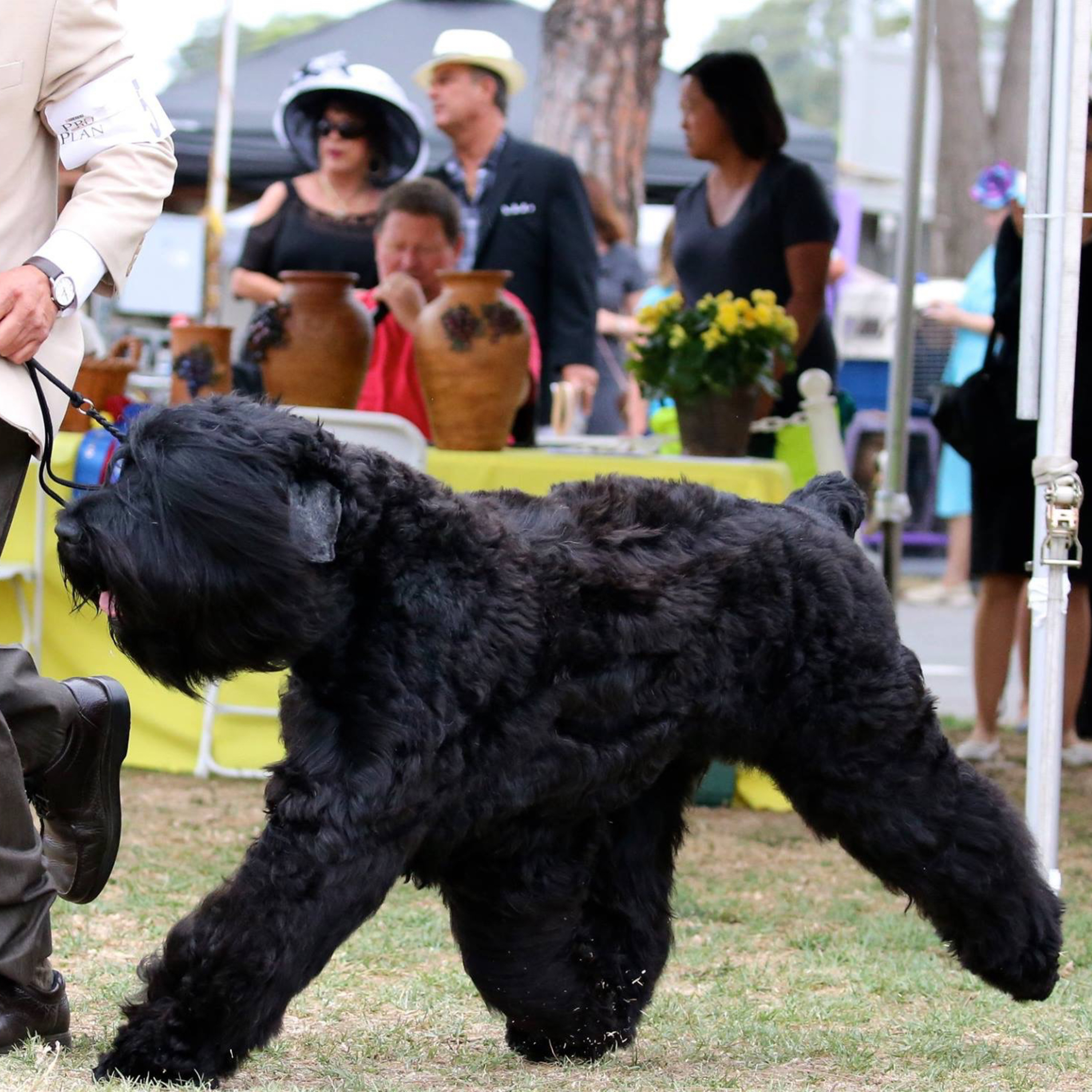Episode 79: Black Russian Terriers - Christine Robinson from Black Beard 
Black Russian Terriers episode artwork