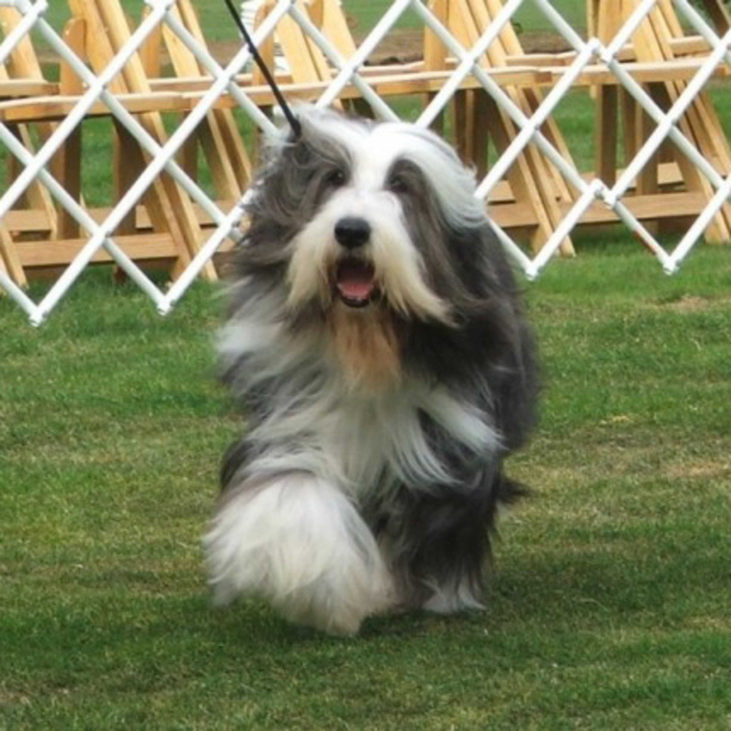 Episode 82: Kathy Pavlich from Chantilly Bearded Collies (Part 2) episode artwork