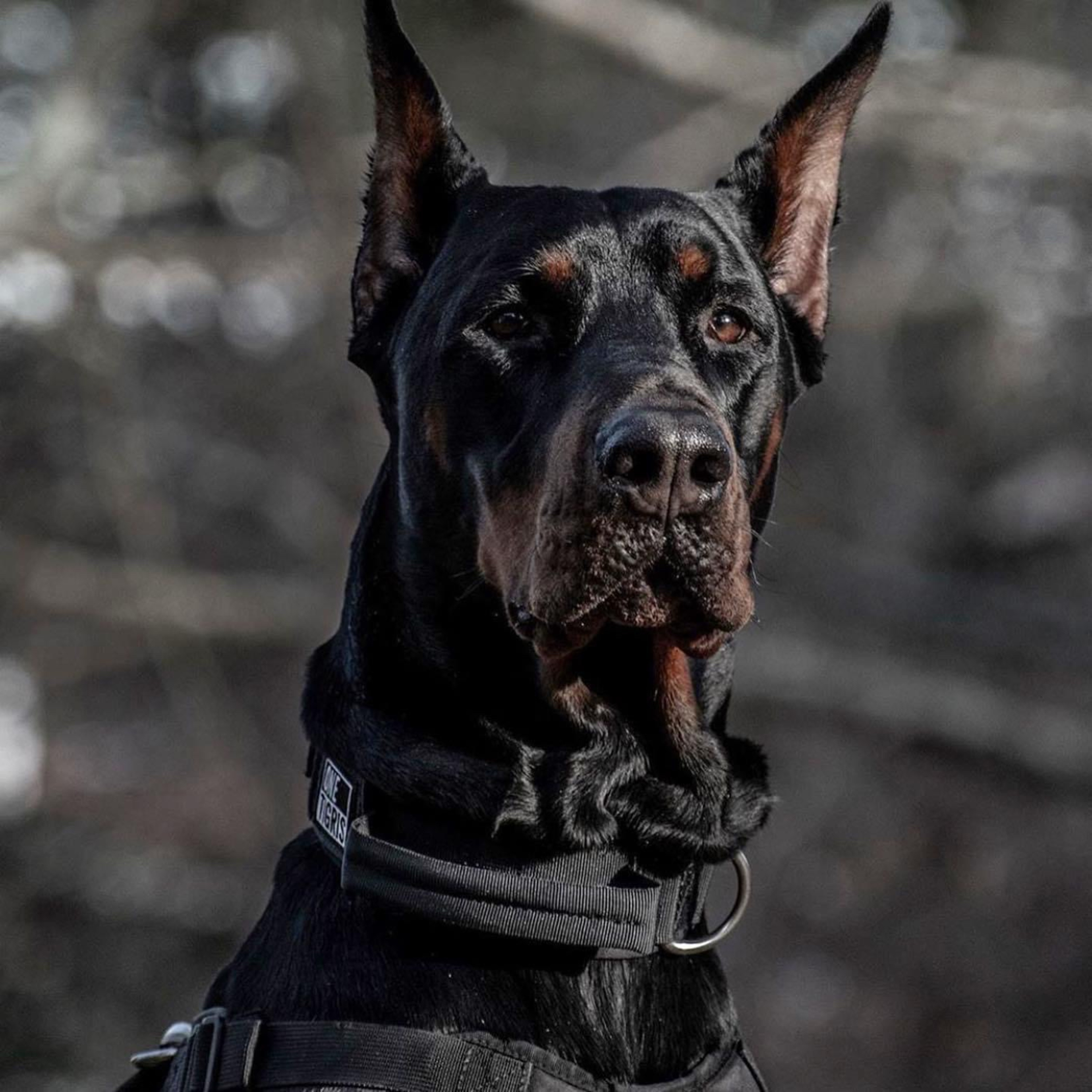 Episode 83: Gerald from European Doberman Stud Inc.  episode artwork