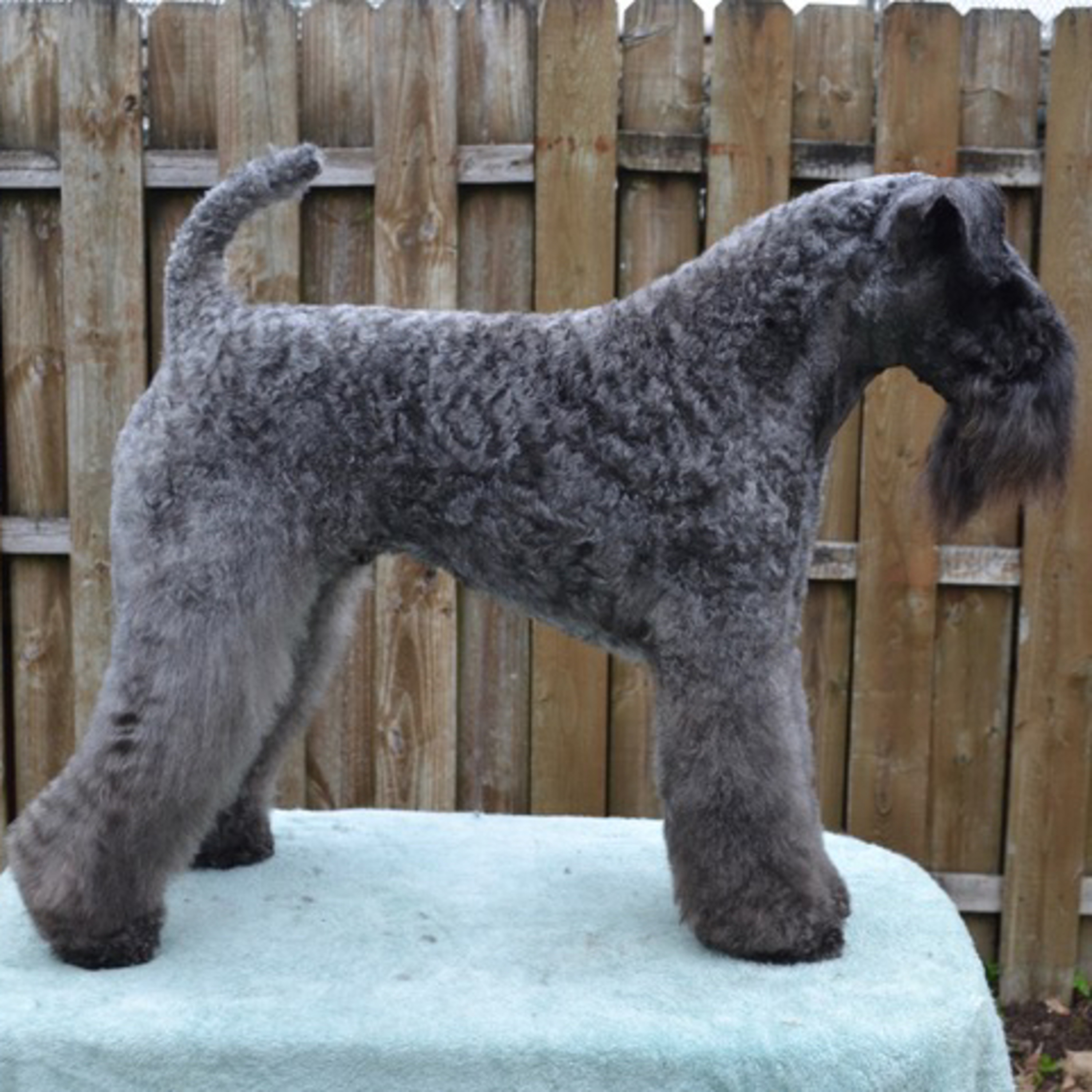 Episode 85: Kerry Blue Terrier- Youlia Anderson from PennTerra's Kerry Blue Terriers episode artwork