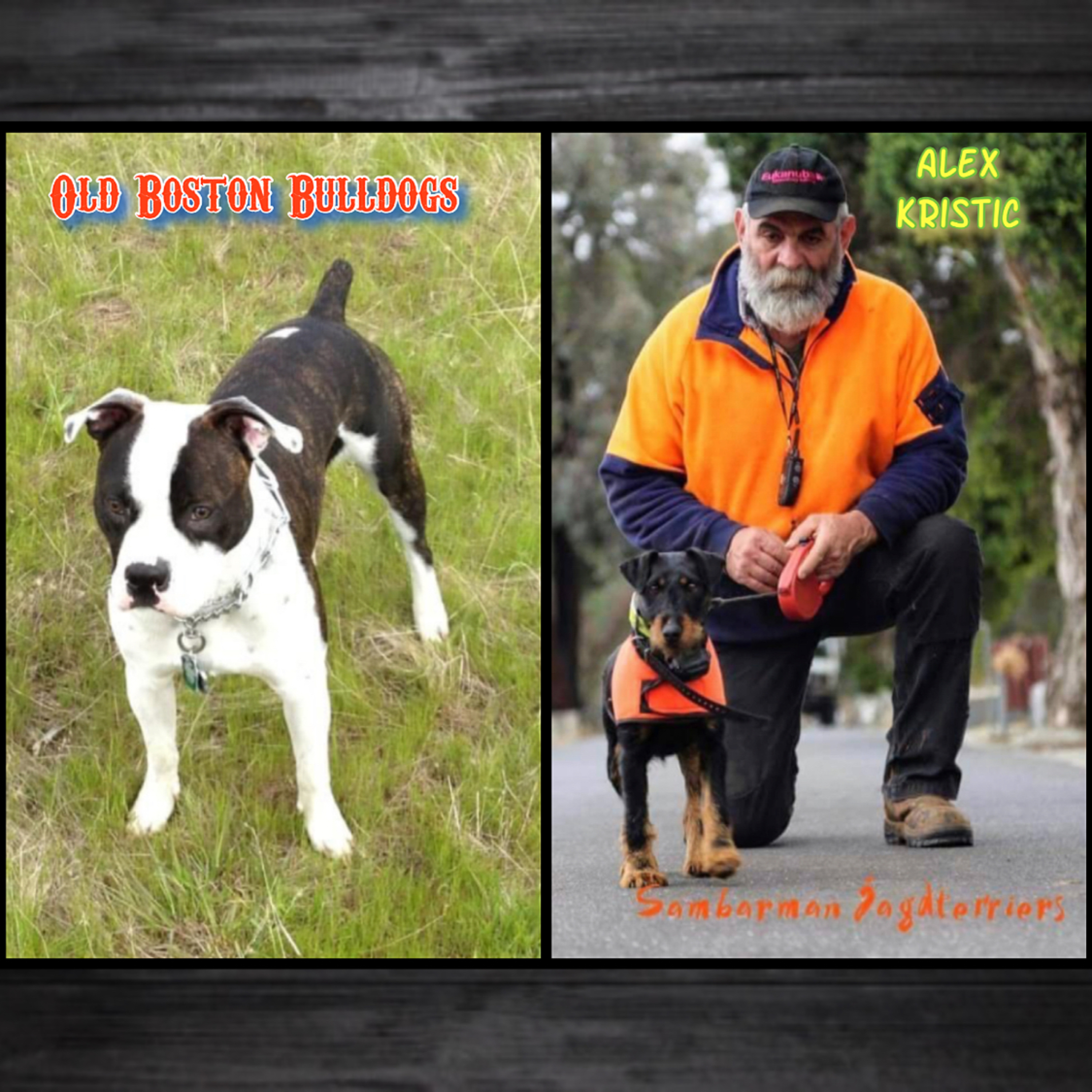 Episode 88: Old Boston Bulldogs - Jerry McDaniel Alex Krstic from Sambarman Kennels episode artwork