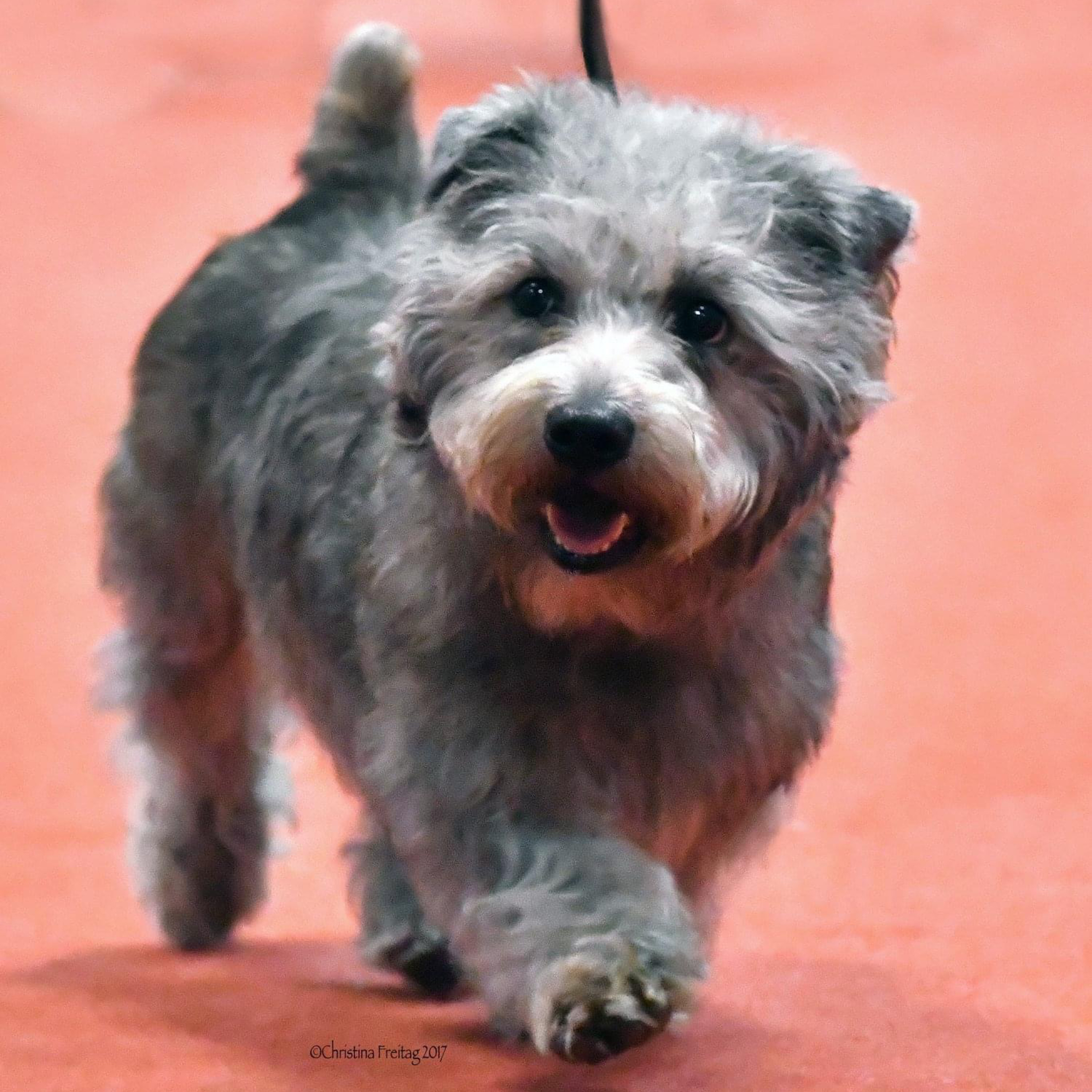Episode 93: Glen of Imaal Terrier - Theresa Nesbitt from Abberann Glens (part 1) episode artwork