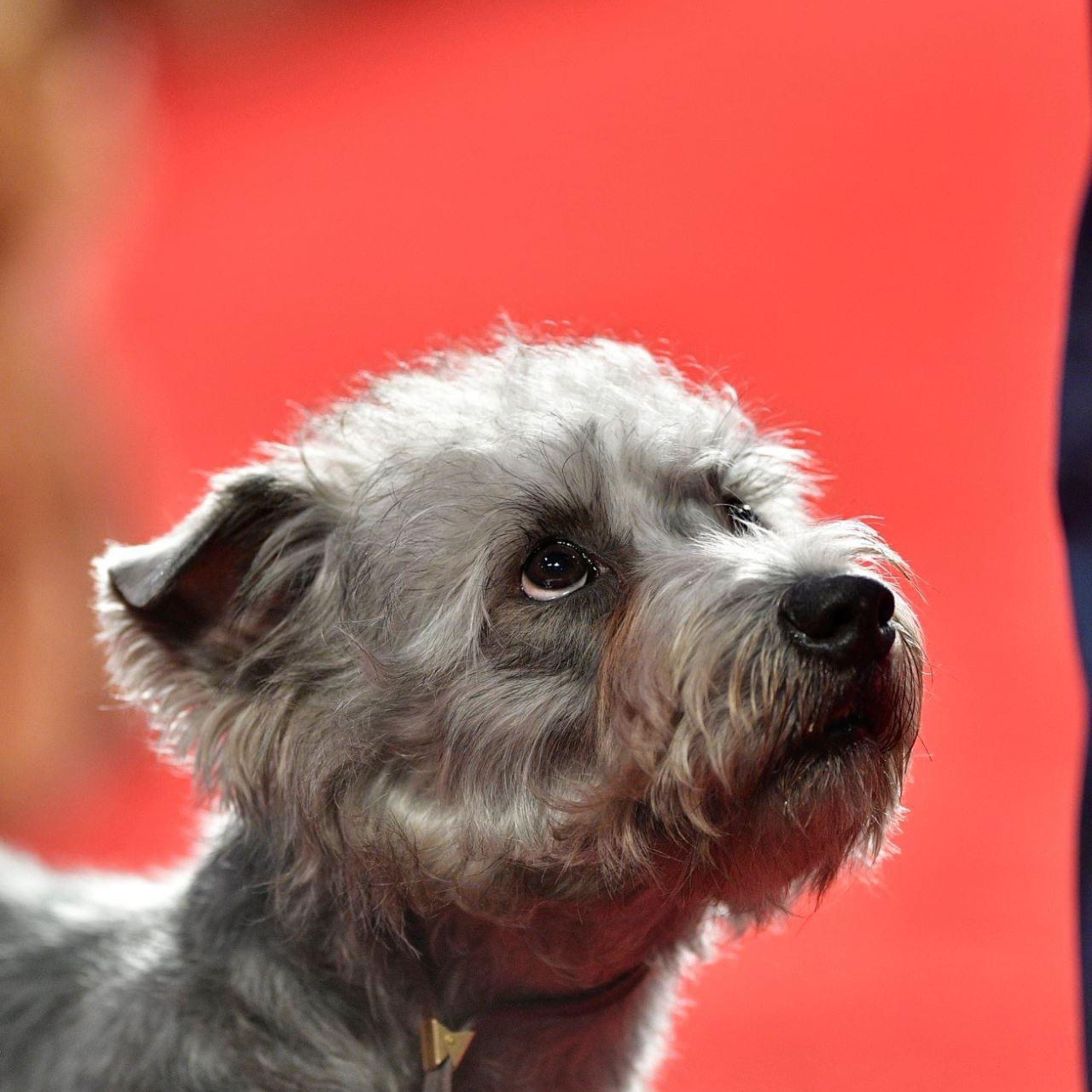 Episode 94: Glen of Imaal Terrier - Theresa Nesbitt from Abberann Glens (part 2) episode artwork