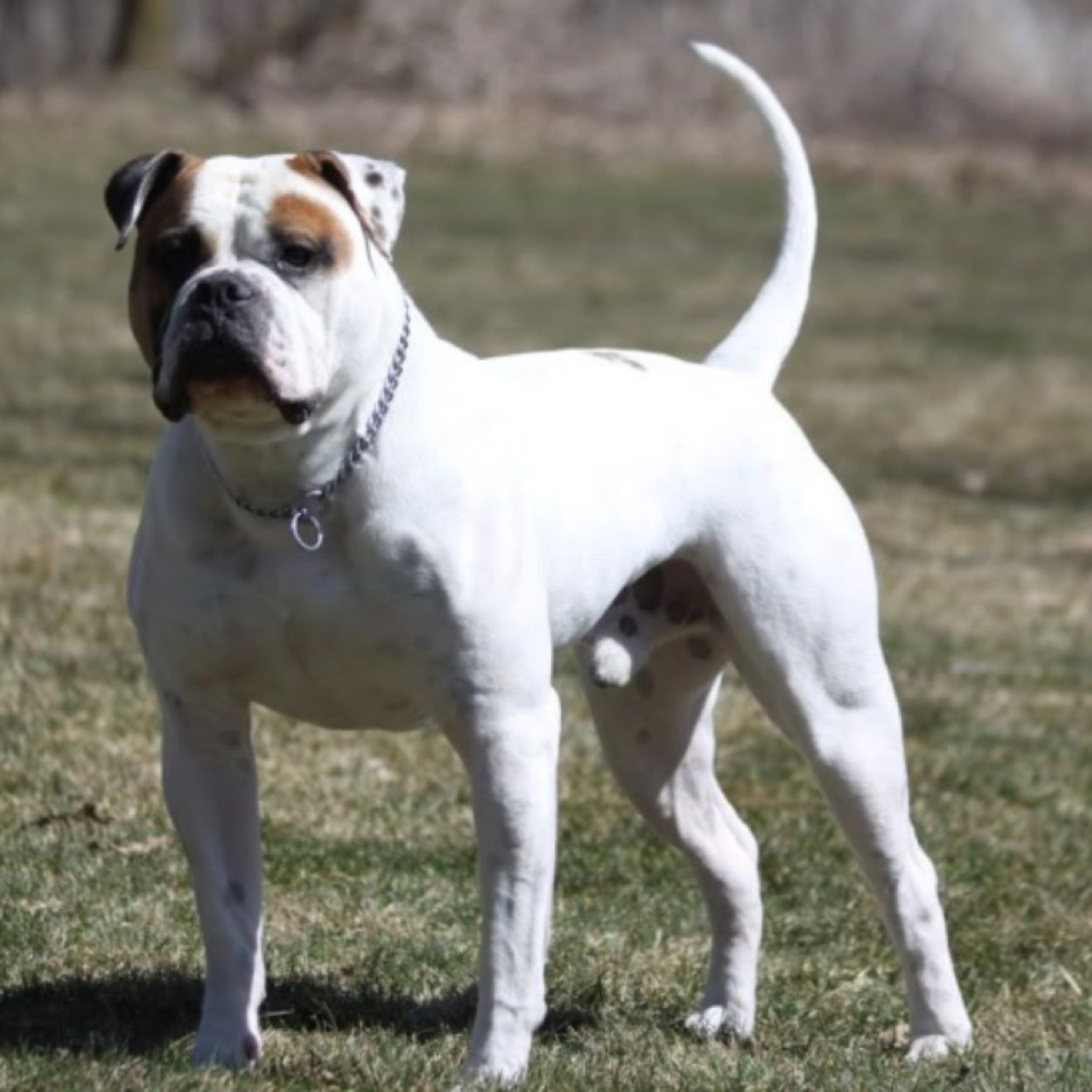 Episode 95: Vito Alu - American Bulldogs Part 1 episode artwork