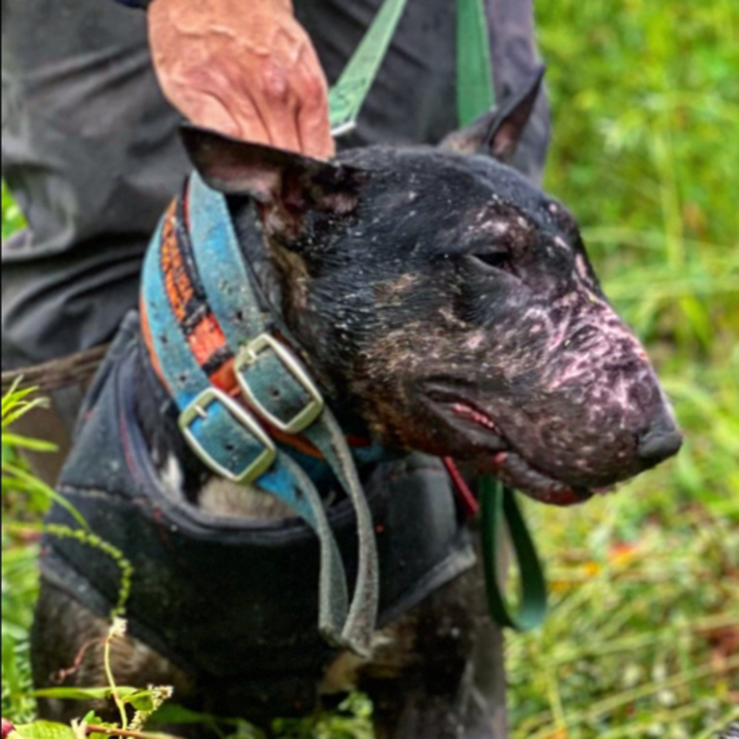 Episode 98: Dan from Black Dawg Bull Terriers