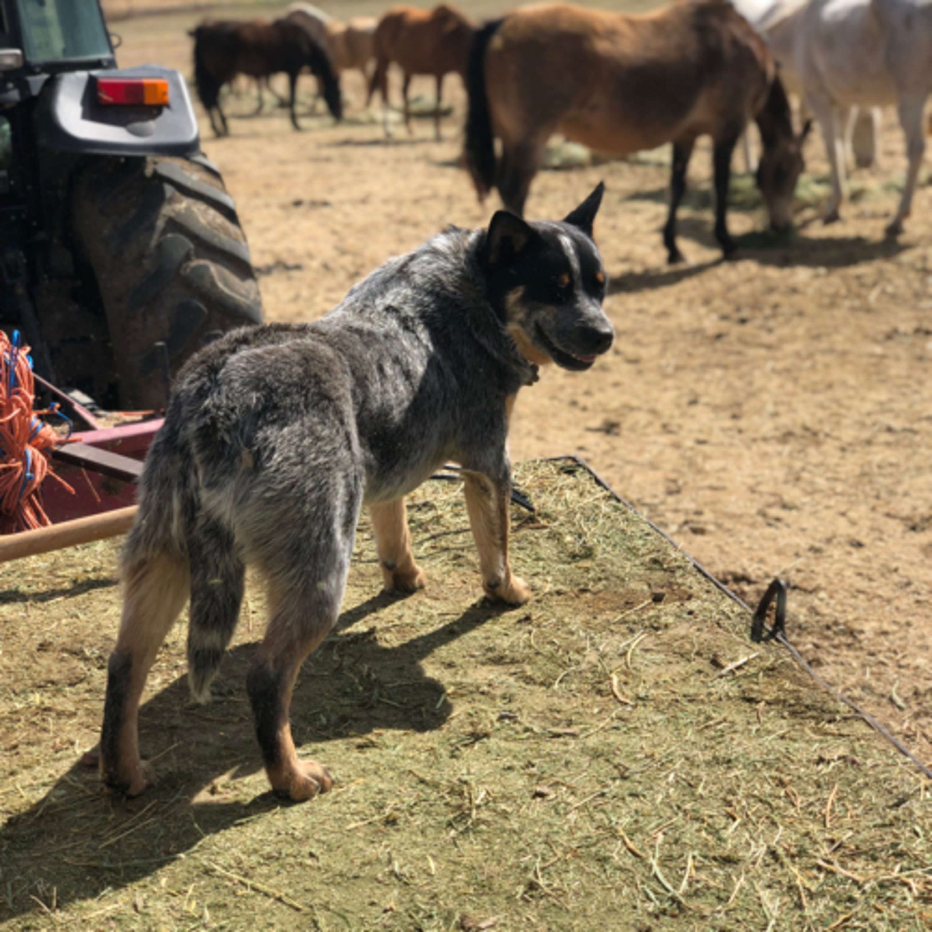 Episode 99: Australian Cattle Dog - Andrea Bennett from Arrow A Ranch episode artwork