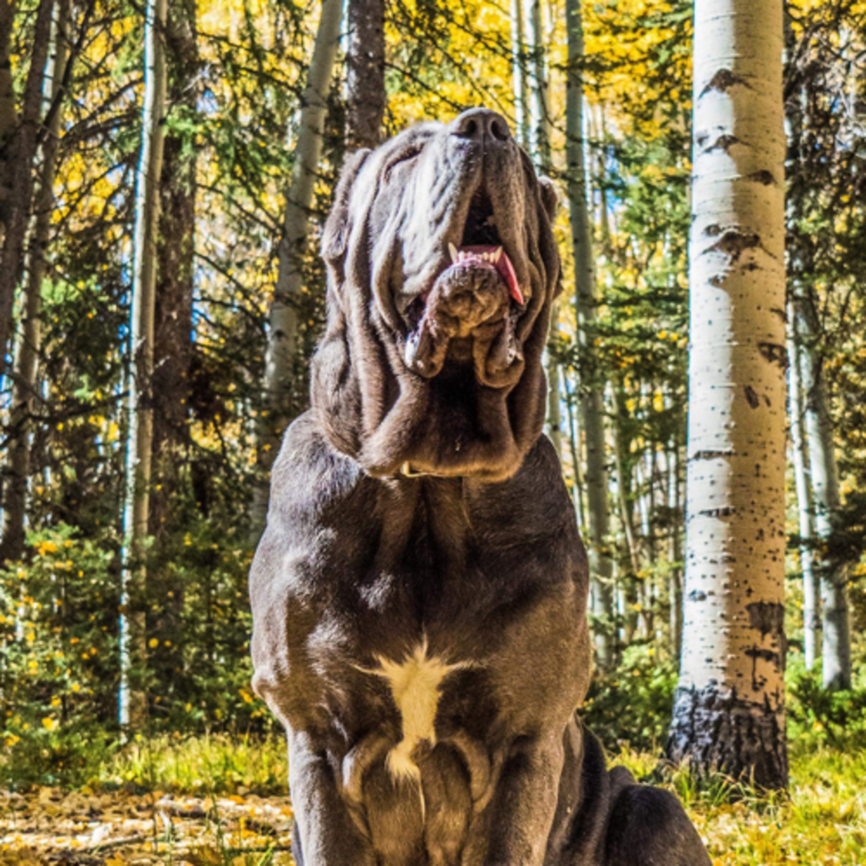 Breeder Profile: Aleisha Largent from Aletheia Zipporah Molossus (part 2)