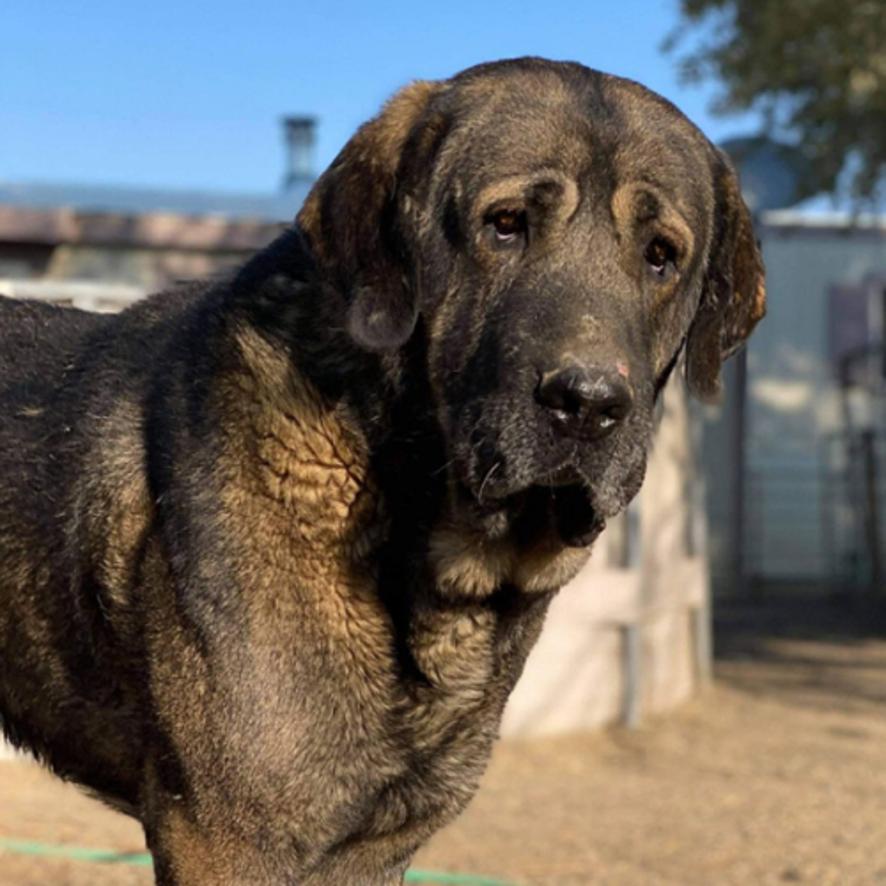 Episode 106: Spanish Mastiff - Laura Spindler from Hoof and Fang Spanish Mastiffs episode artwork