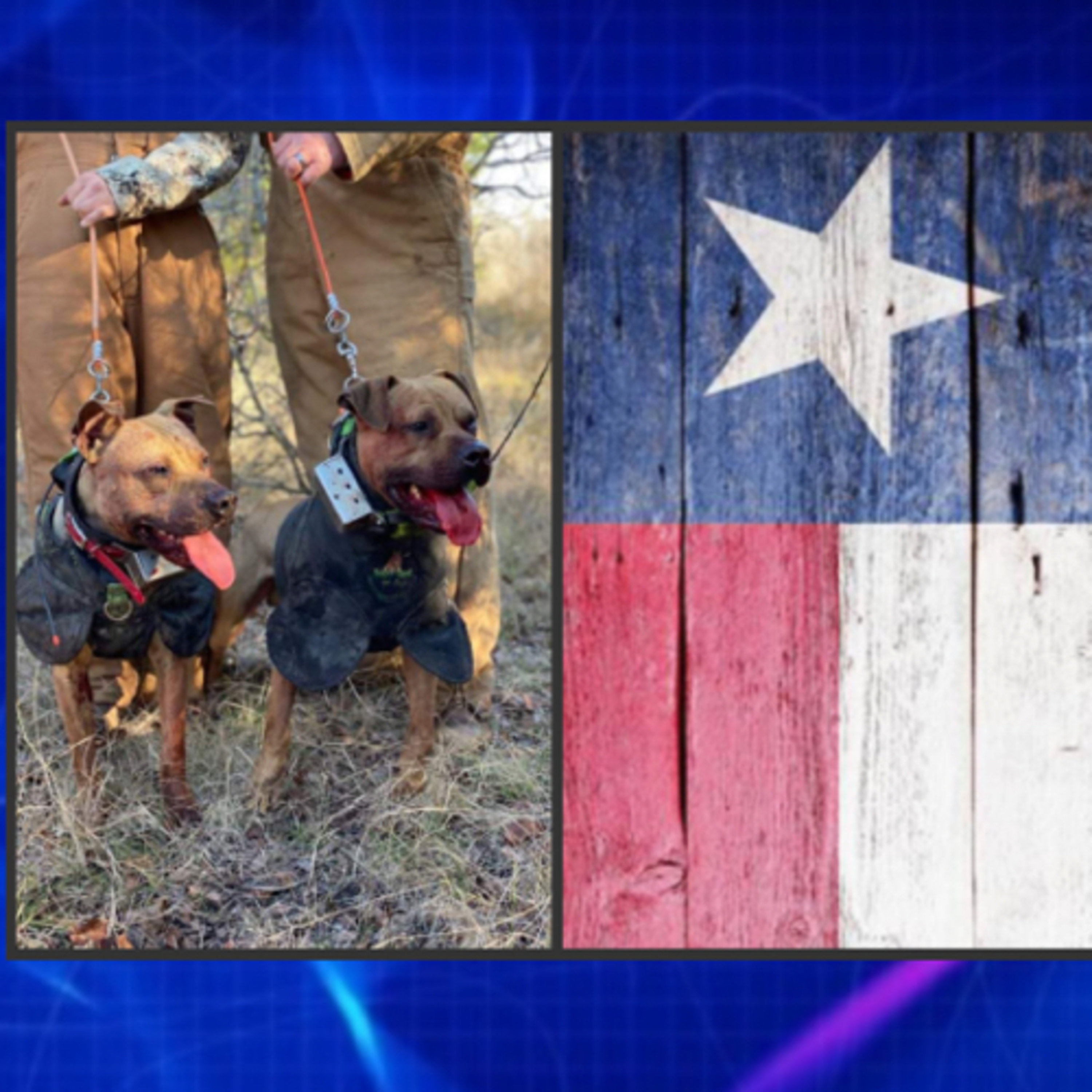 Breeder Profile: Hog Dogs - Dusty Roberts from Southyrn Maverick Kennels (part 2) episode artwork