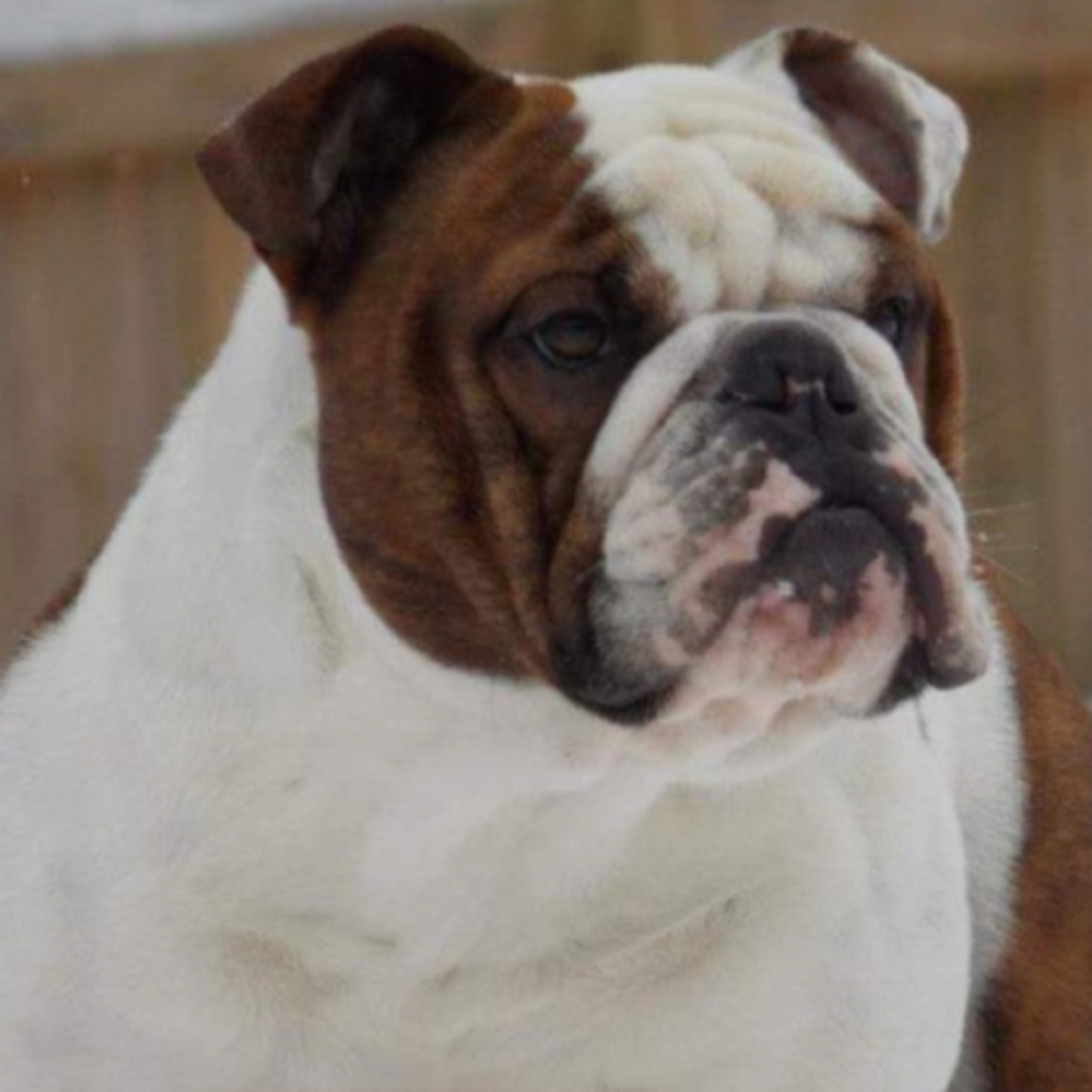 Episode 107: English Bulldogs - Tricia Carnevali-Ross from Fox Chapel Bulldogs  episode artwork
