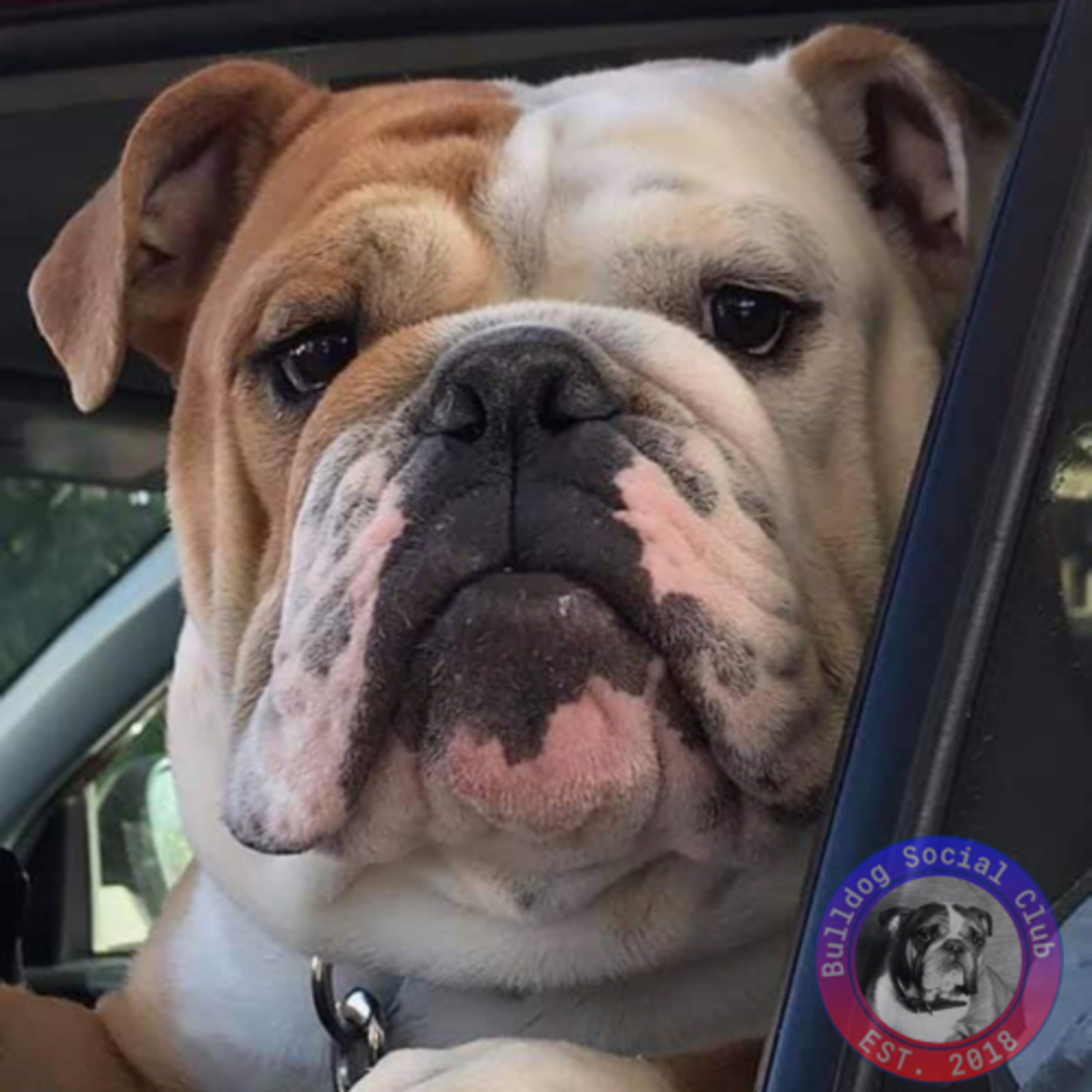 Episode 108: English Bulldogs - Tricia Carnevali-Ross from Fox Chapel Bulldogs  episode artwork