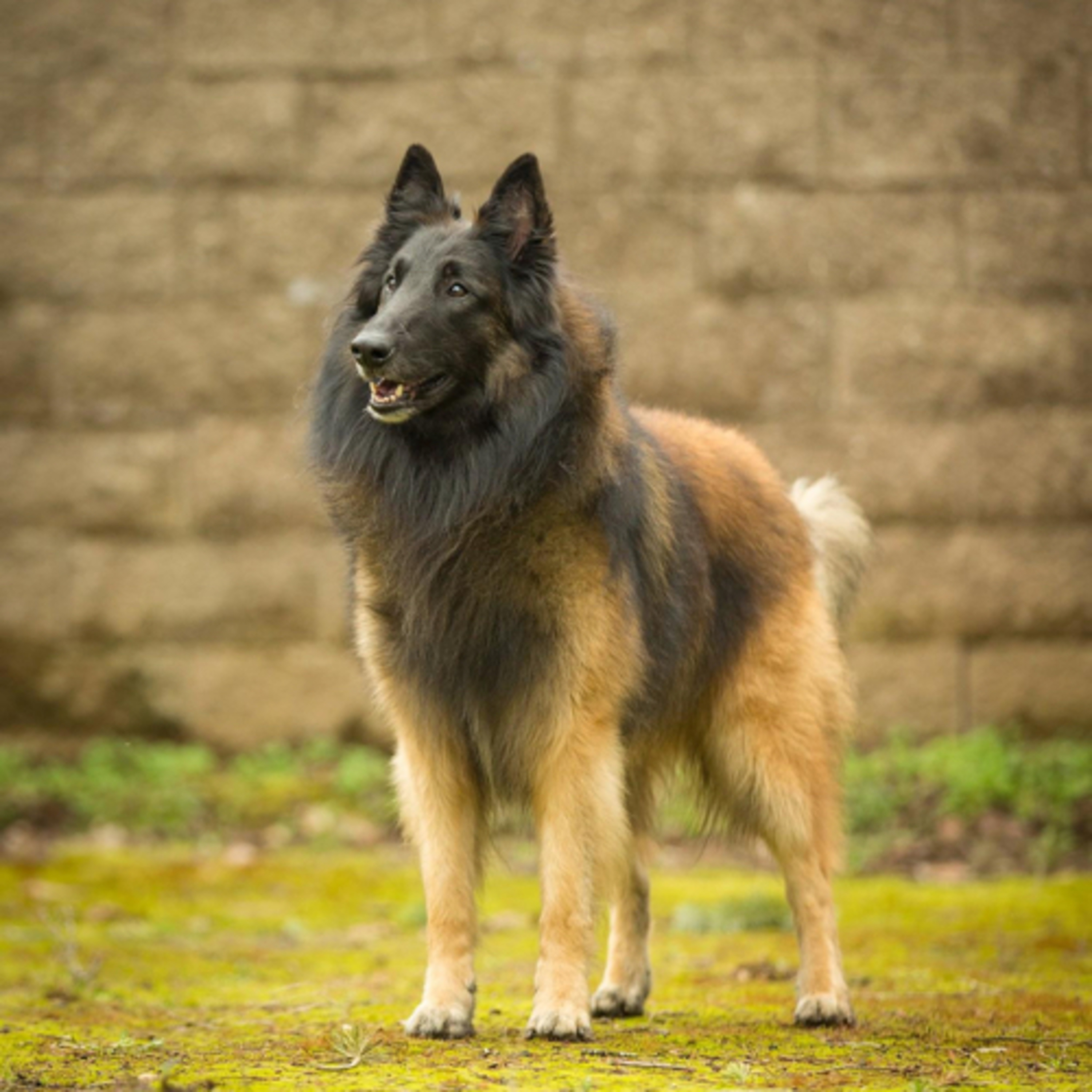 Episode 111: Belgian Tervurens - Karyn Cowdrey from BlackFyre Belgian Shepherds episode artwork