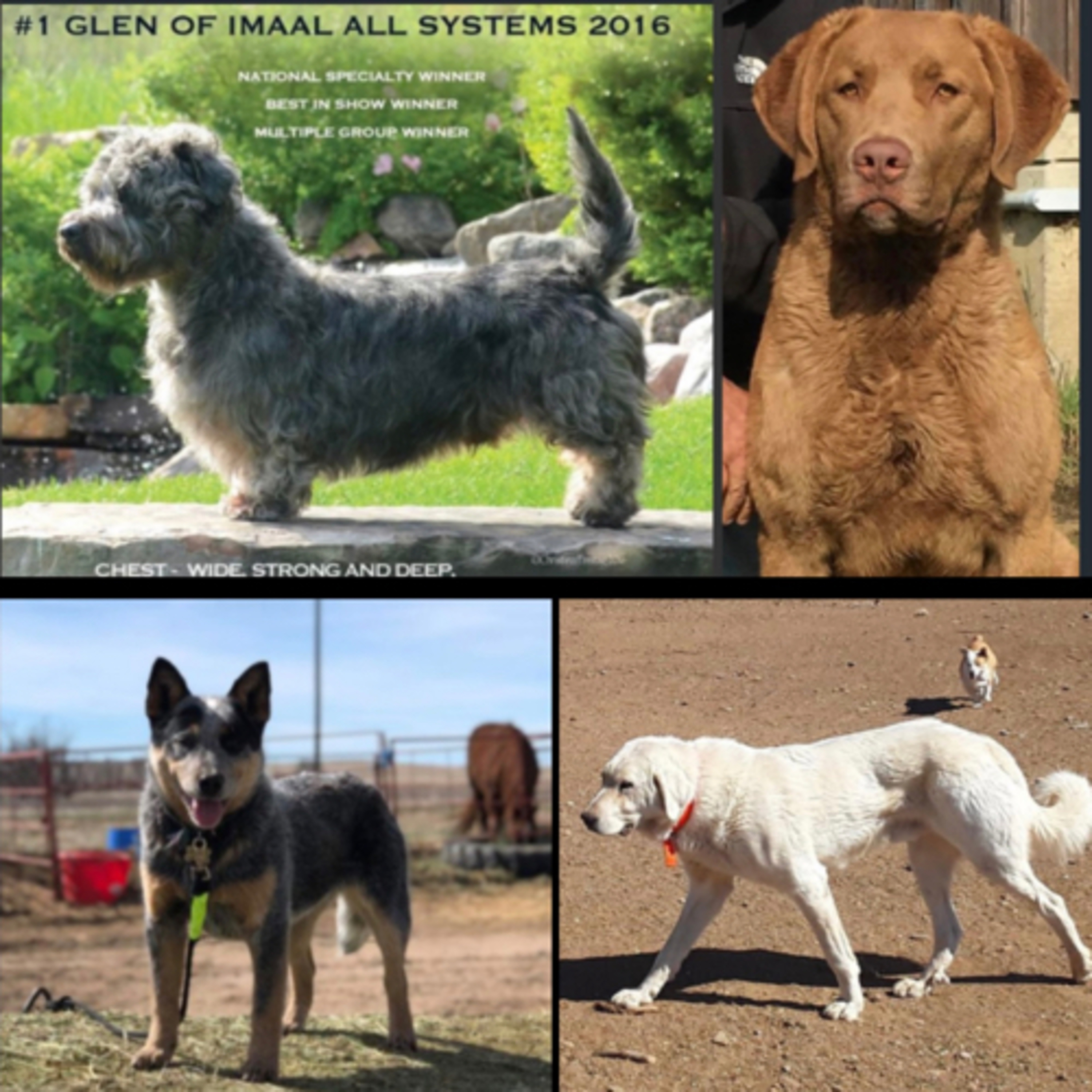 Episode 112: Glen of Imaal Terrier - Chesapeake Bay Retrievers - Australian Cattle Dog - Akbash episode artwork