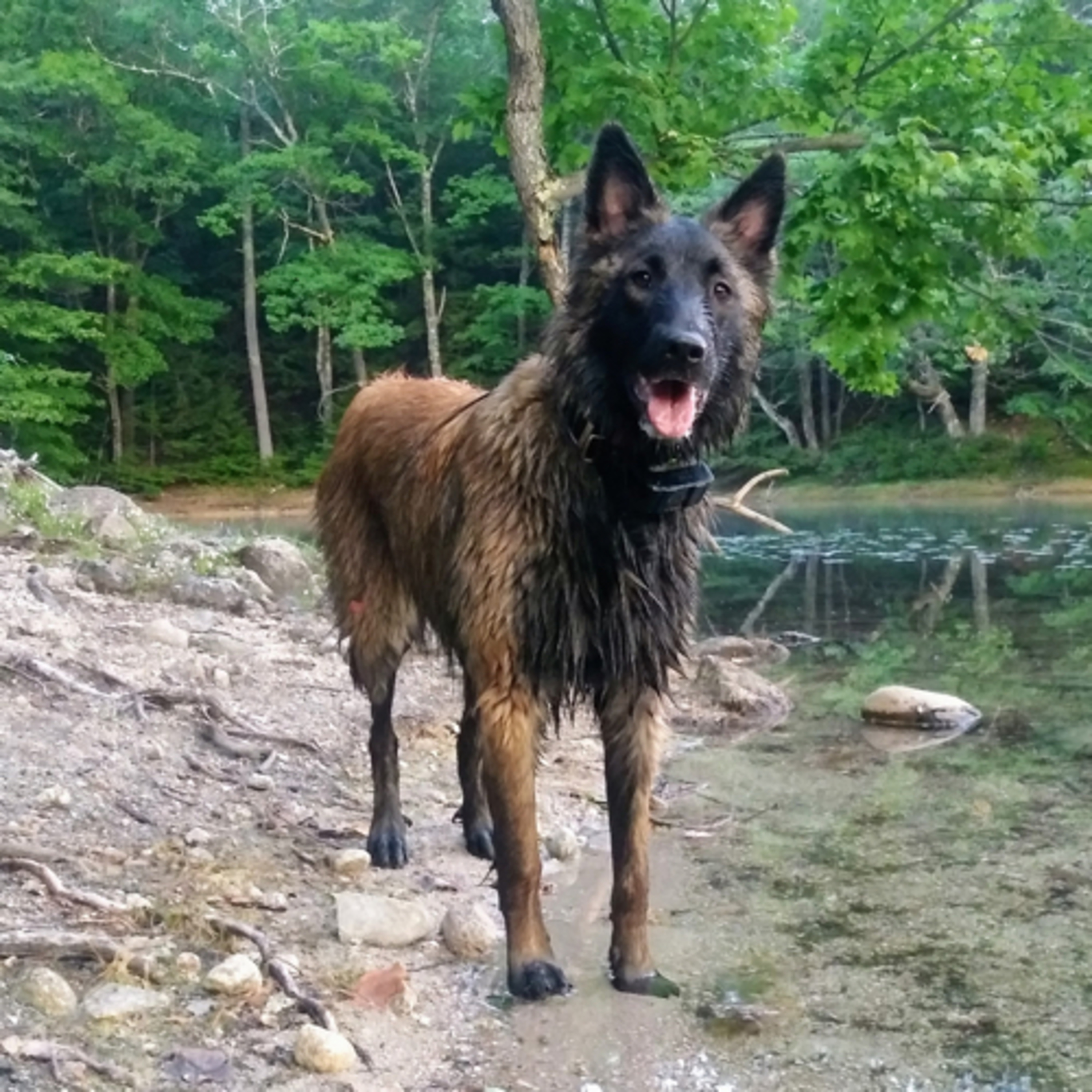 Breeder Profile: Working Belgian Tervurens - Kiersten Lippmann from Chocorua Working Belgians
