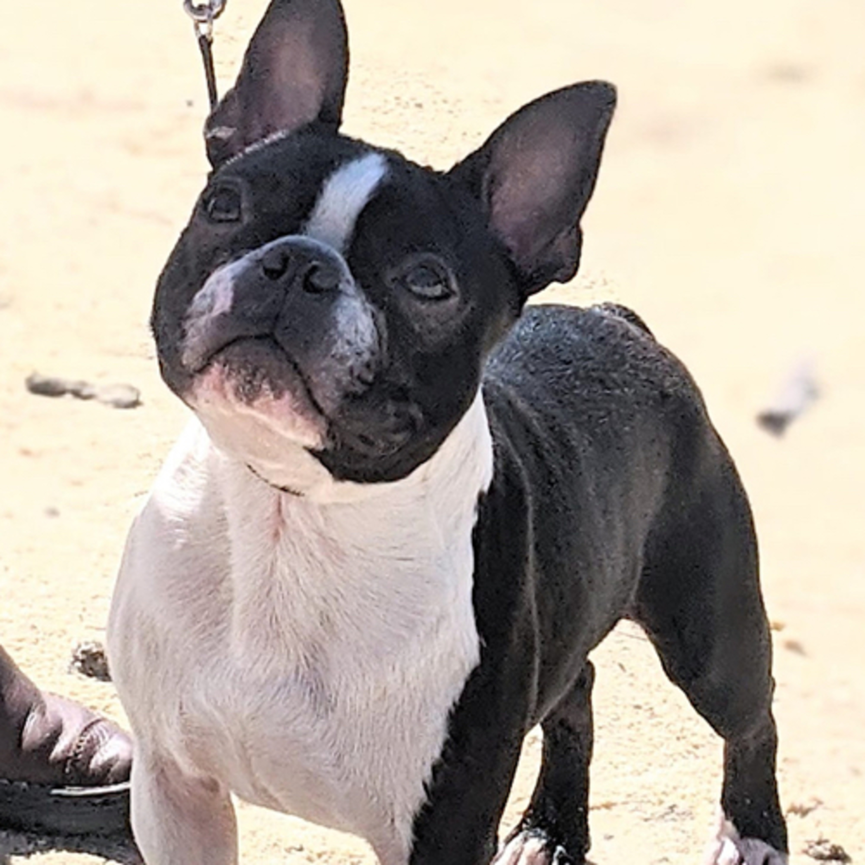 Episode 113: Boston Terriers - Jani Martin from EQ Boston Terriers 