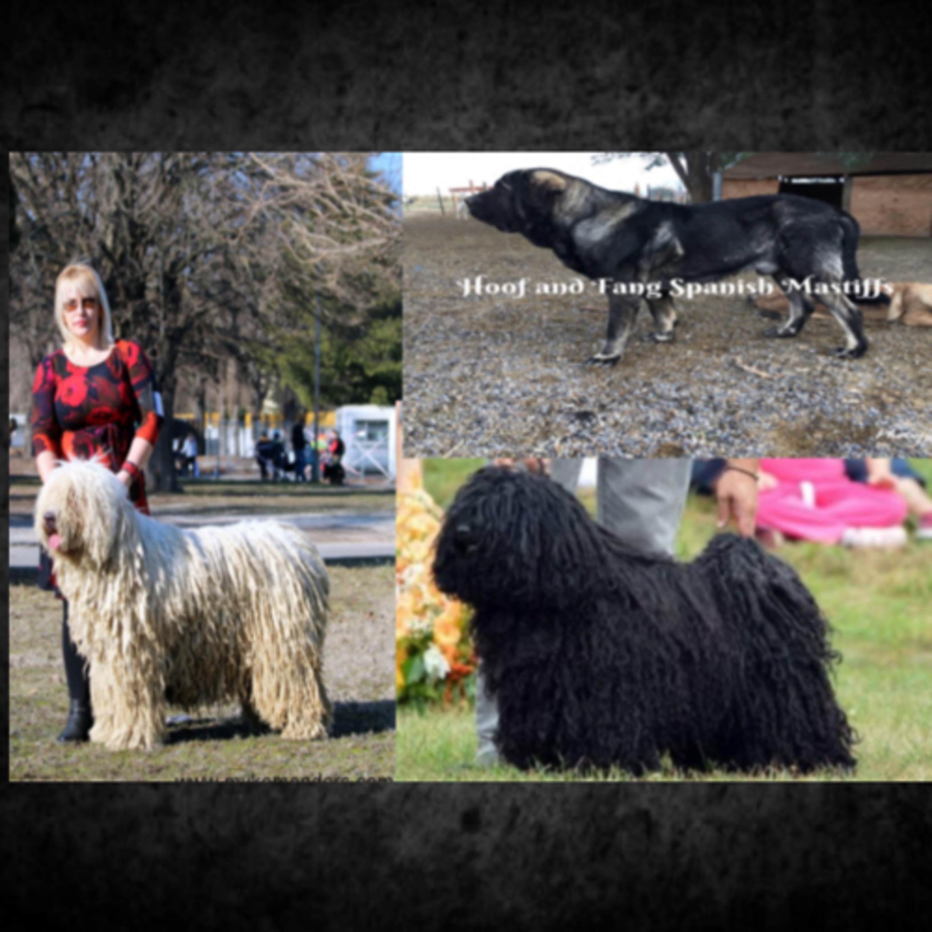 Episode 115: Komondor/Puli - Talpai Melinda - Spanish Mastiff - Laura Spindler  episode artwork
