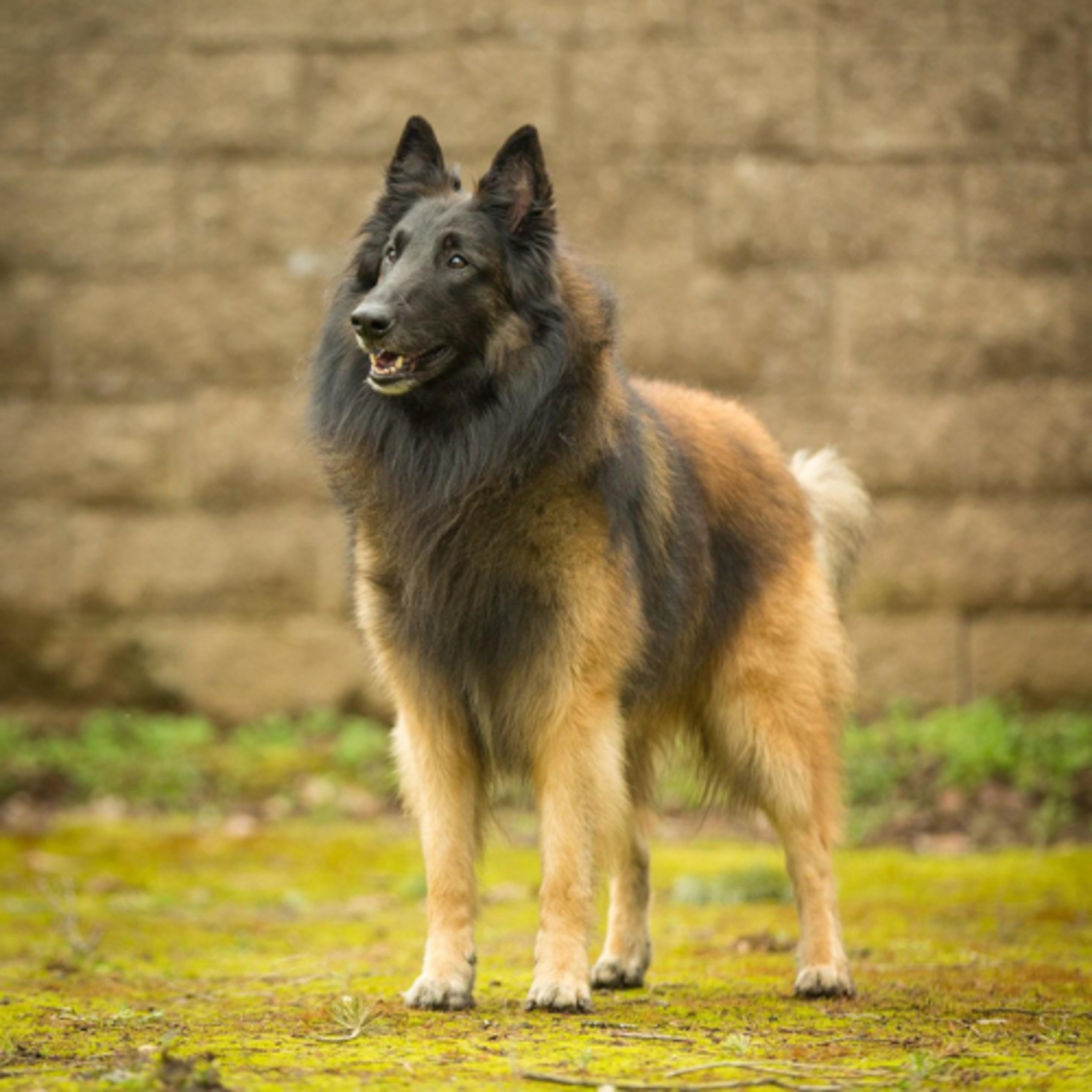 Episode 116: Belgian Tervurens - Karyn Cowdrey from BlackFyre Belgian  Shepherds (Pt. 2)