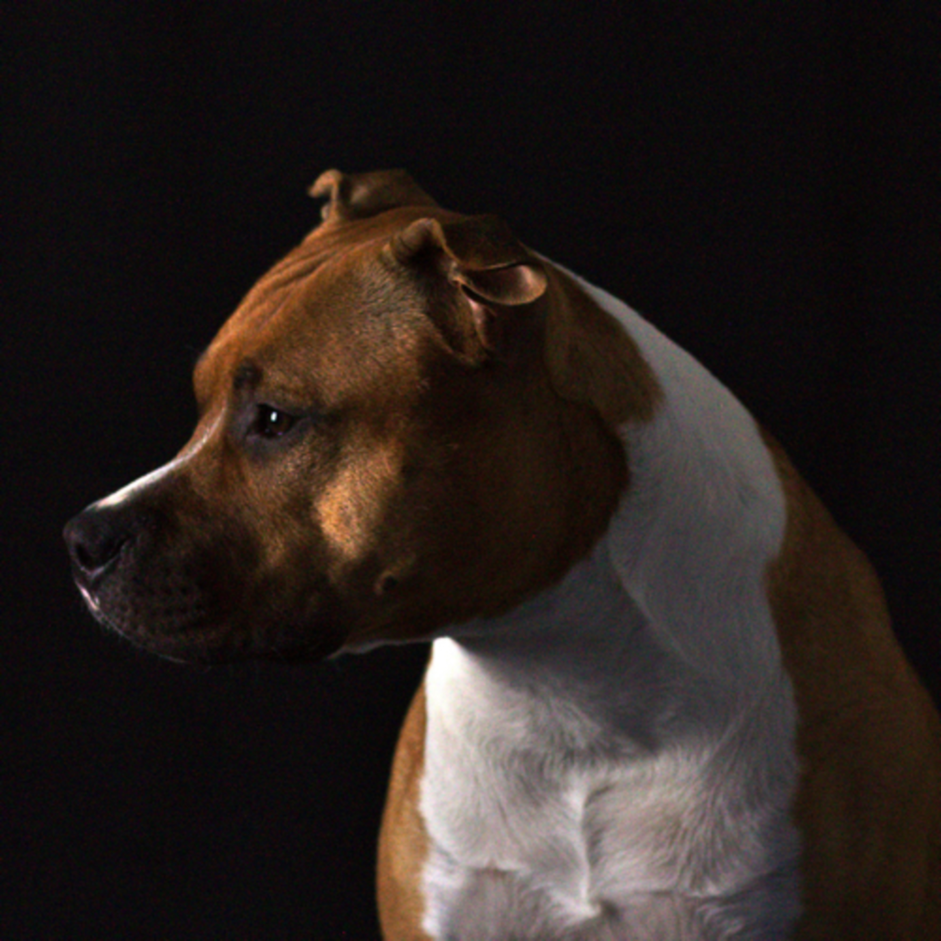 Episode 104: American Staffordshire Terrier - Nicole Gfrerer of Dawns Secret
 episode artwork